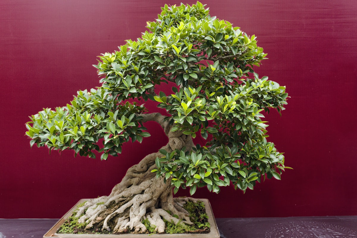 ガジュマルの土おすすめと配合レシピ｜植え替えで失敗しない用土選びの完全ガイド