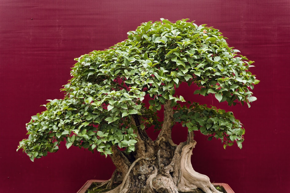 Bonsai werkzeug kaufen darauf kommt es an beim starter set: helpful reference illustration