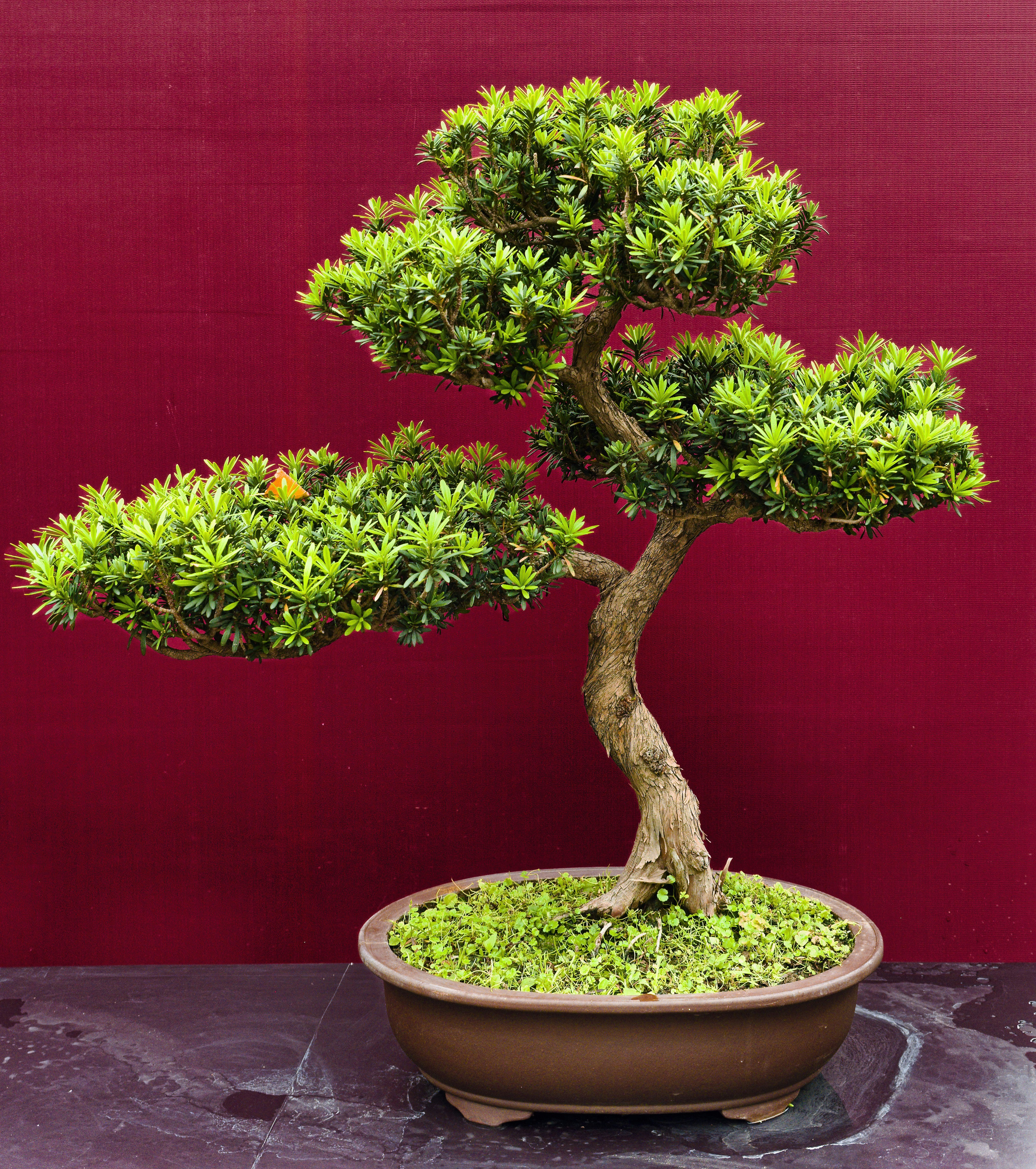 A lush green bonsai tree against a red wall. The image is a close-up of the tree, showcasing its twisted trunk and vibrant foliage. 