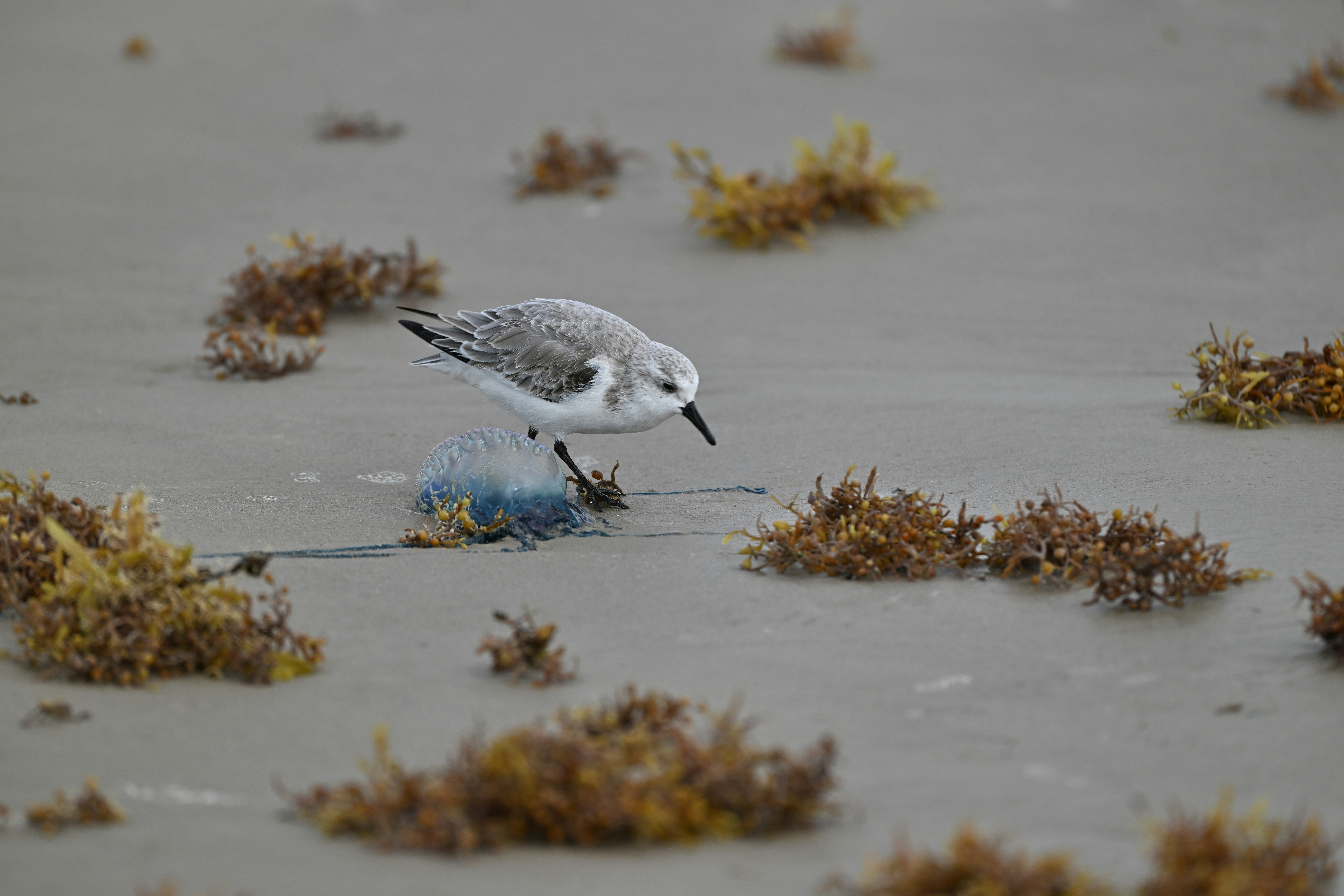 A small bird pecking at seaweed on a sandy beach.
