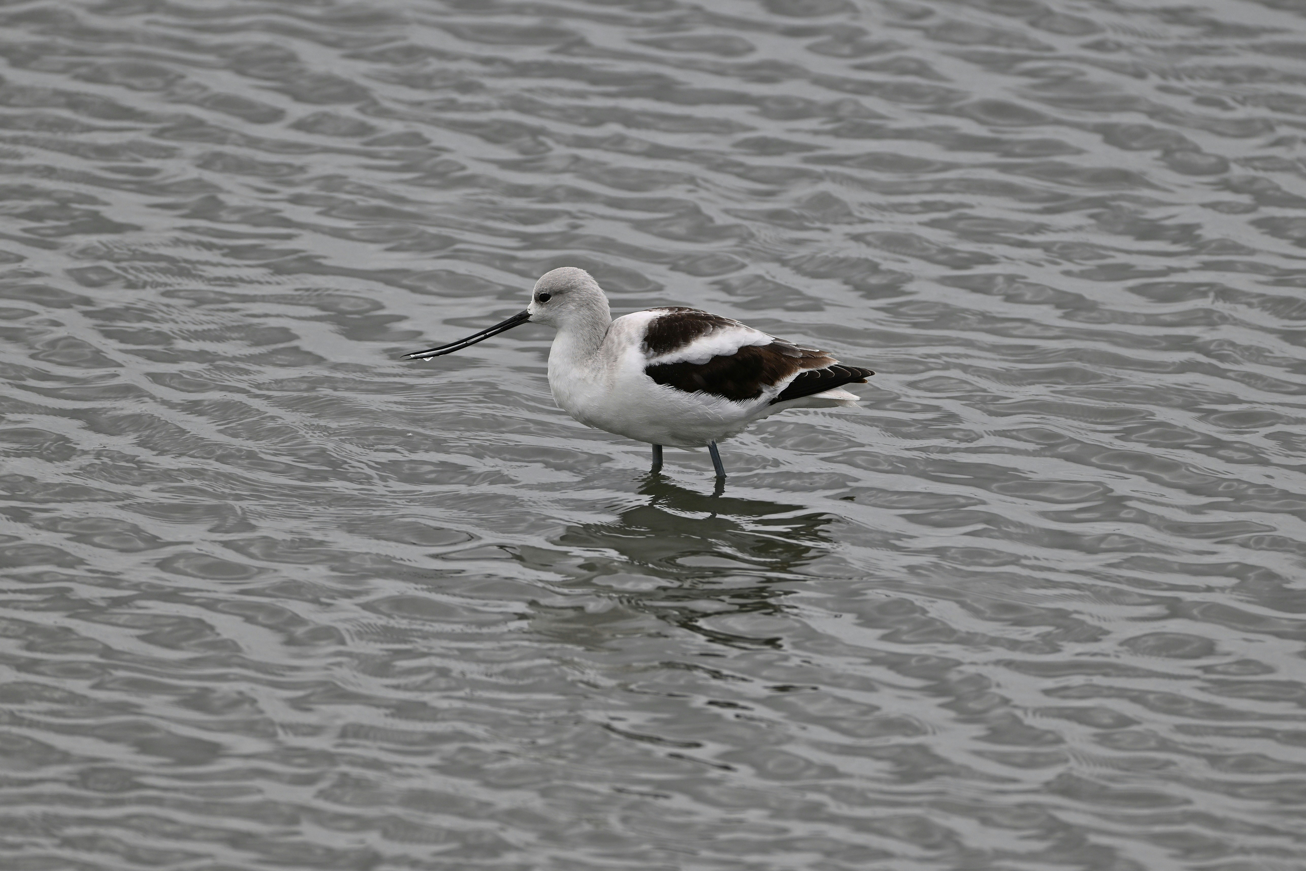 A bird with a long beak stands in water.