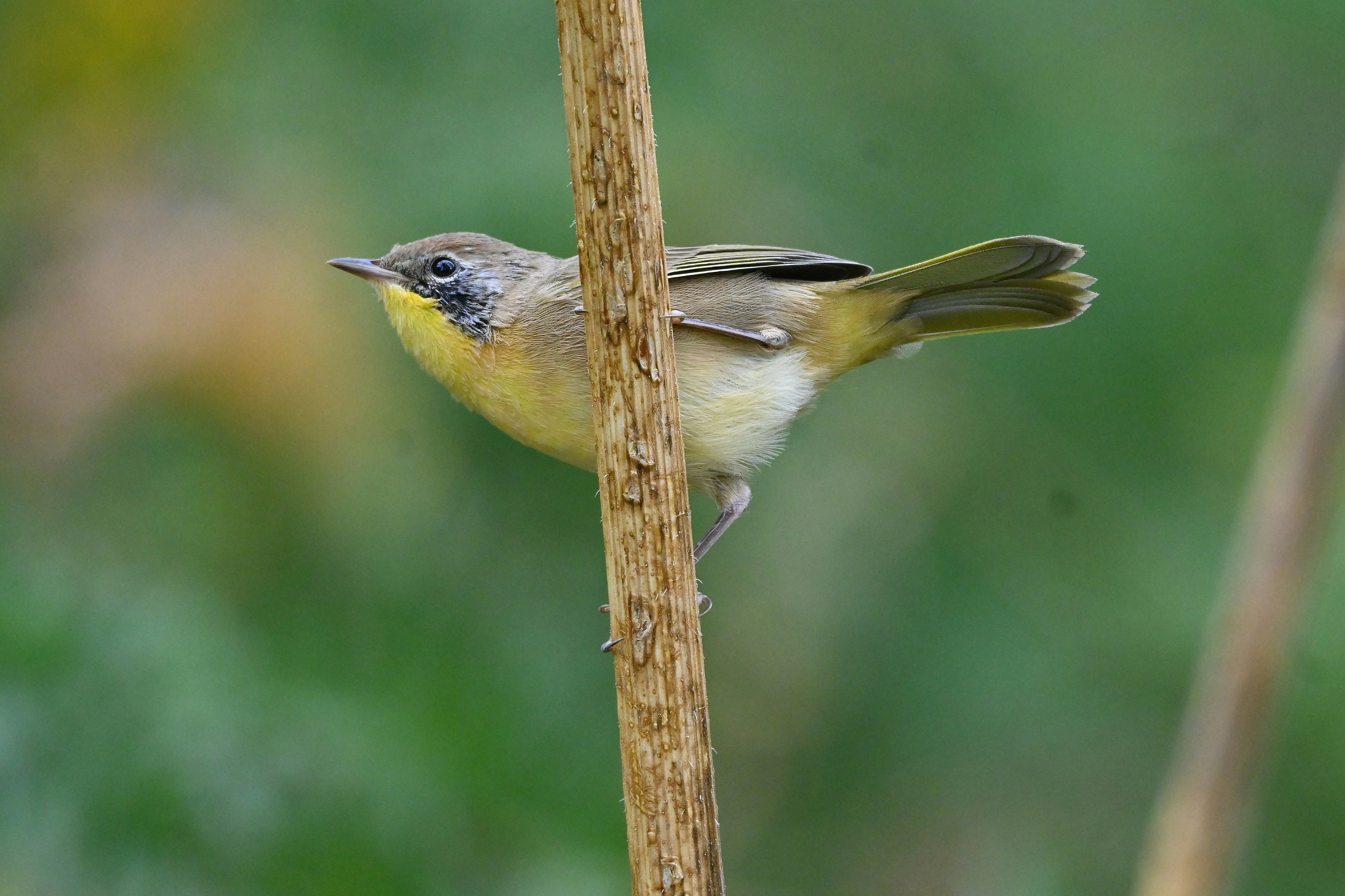 A small yellow bird perched on a thin branch.
