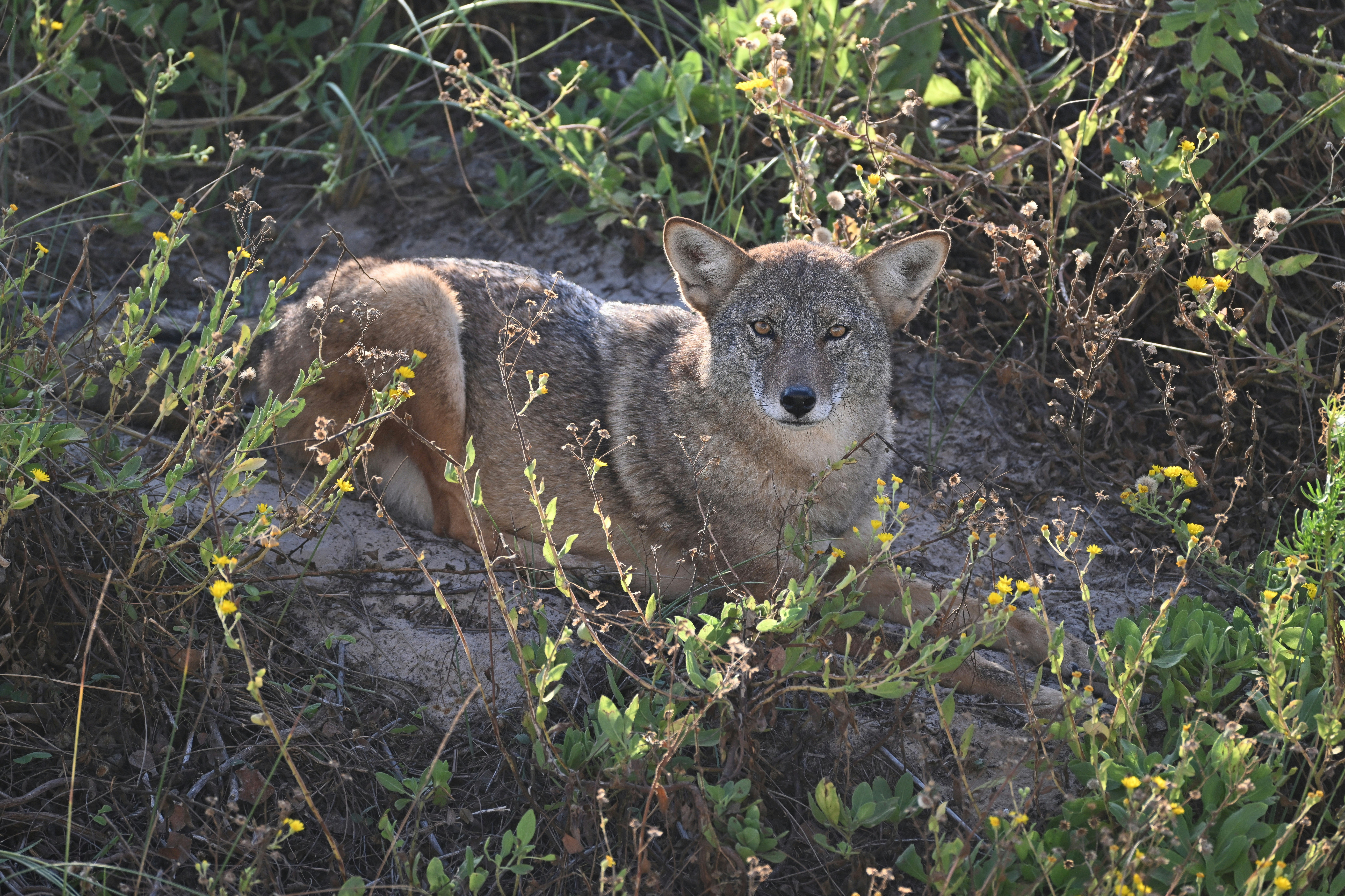 Coyote resting in dense coastal vegetation