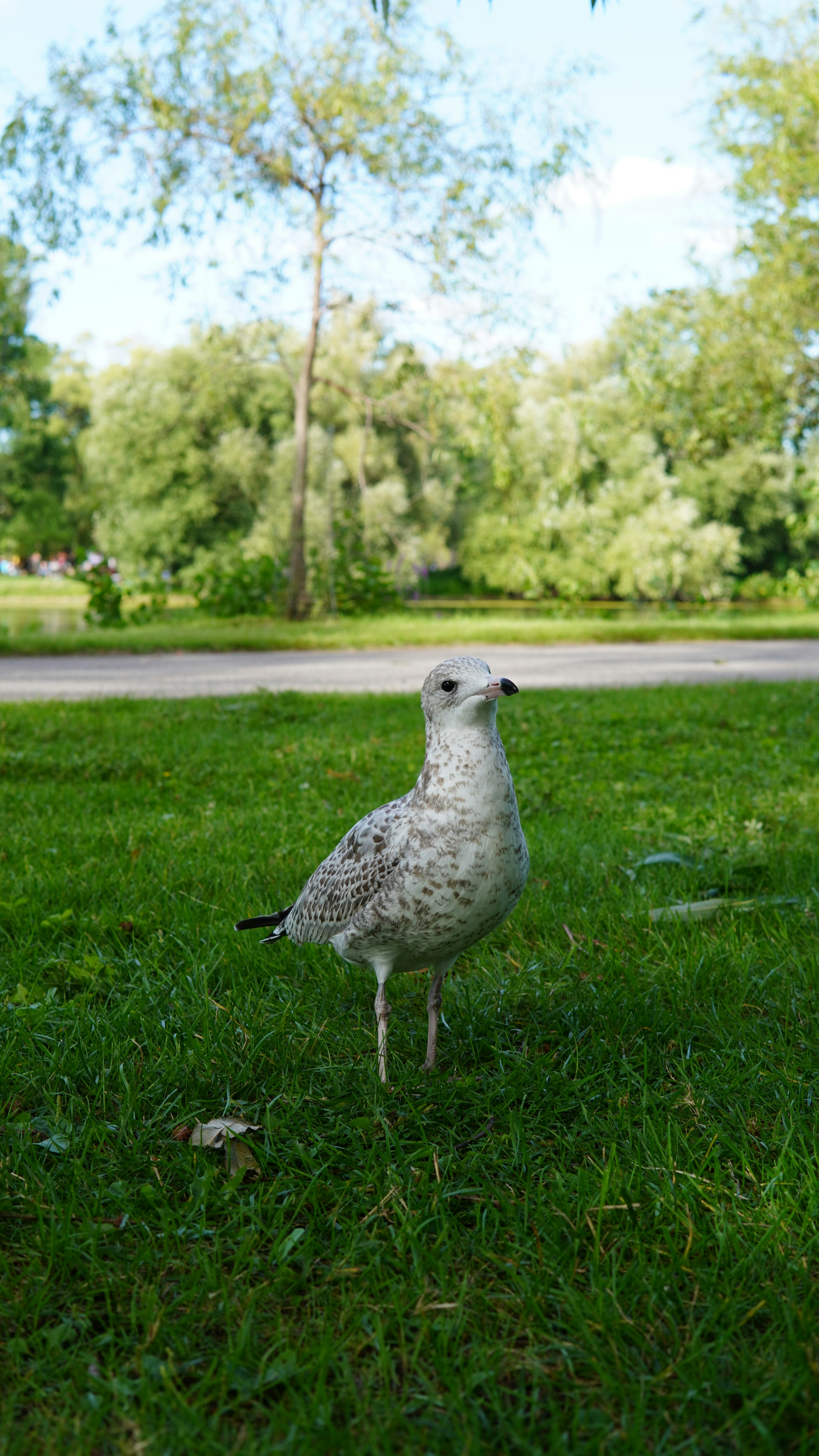 A seagull stands on green grass in a park.