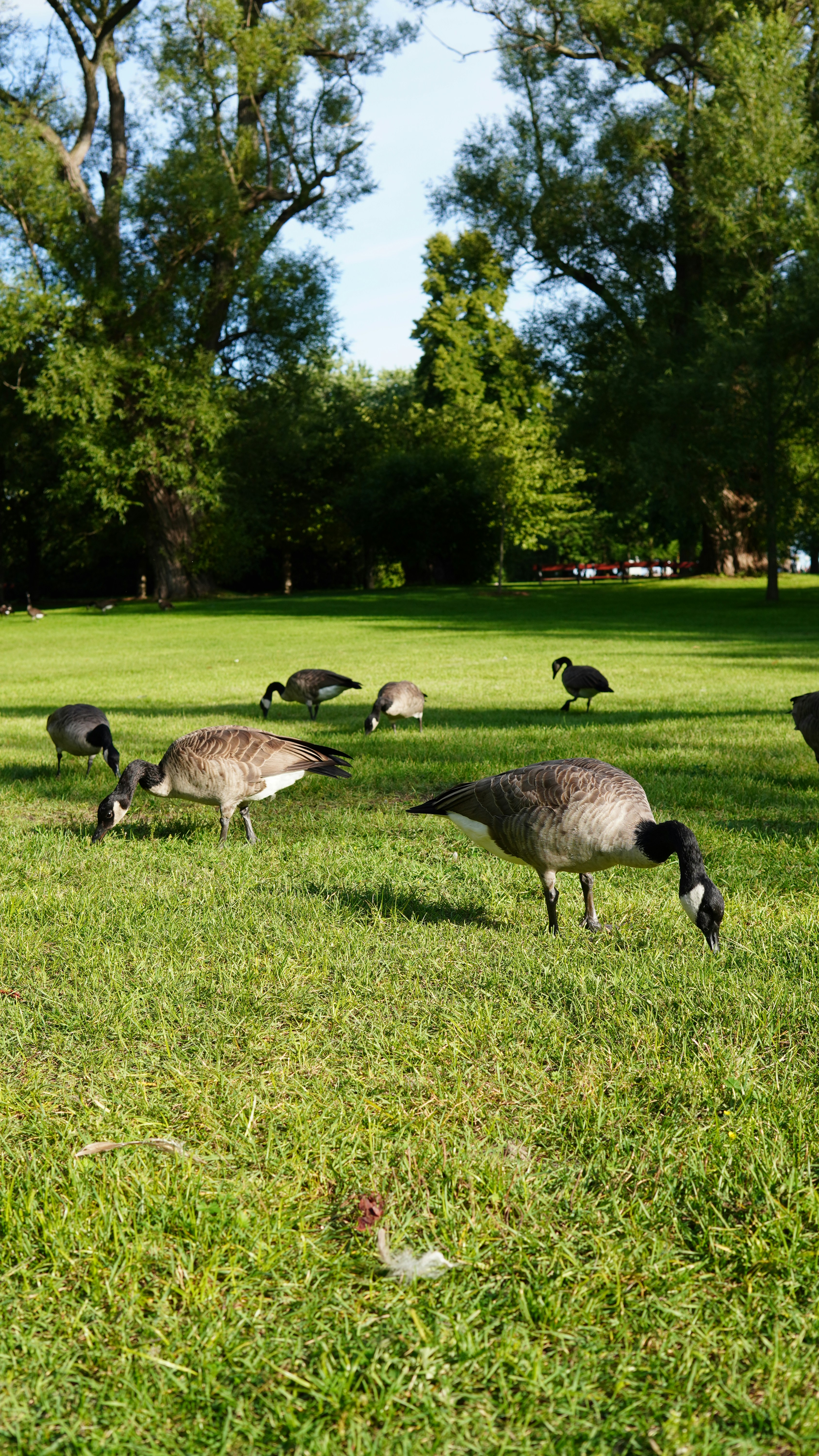 Canada geese grazing on a grassy field with trees.