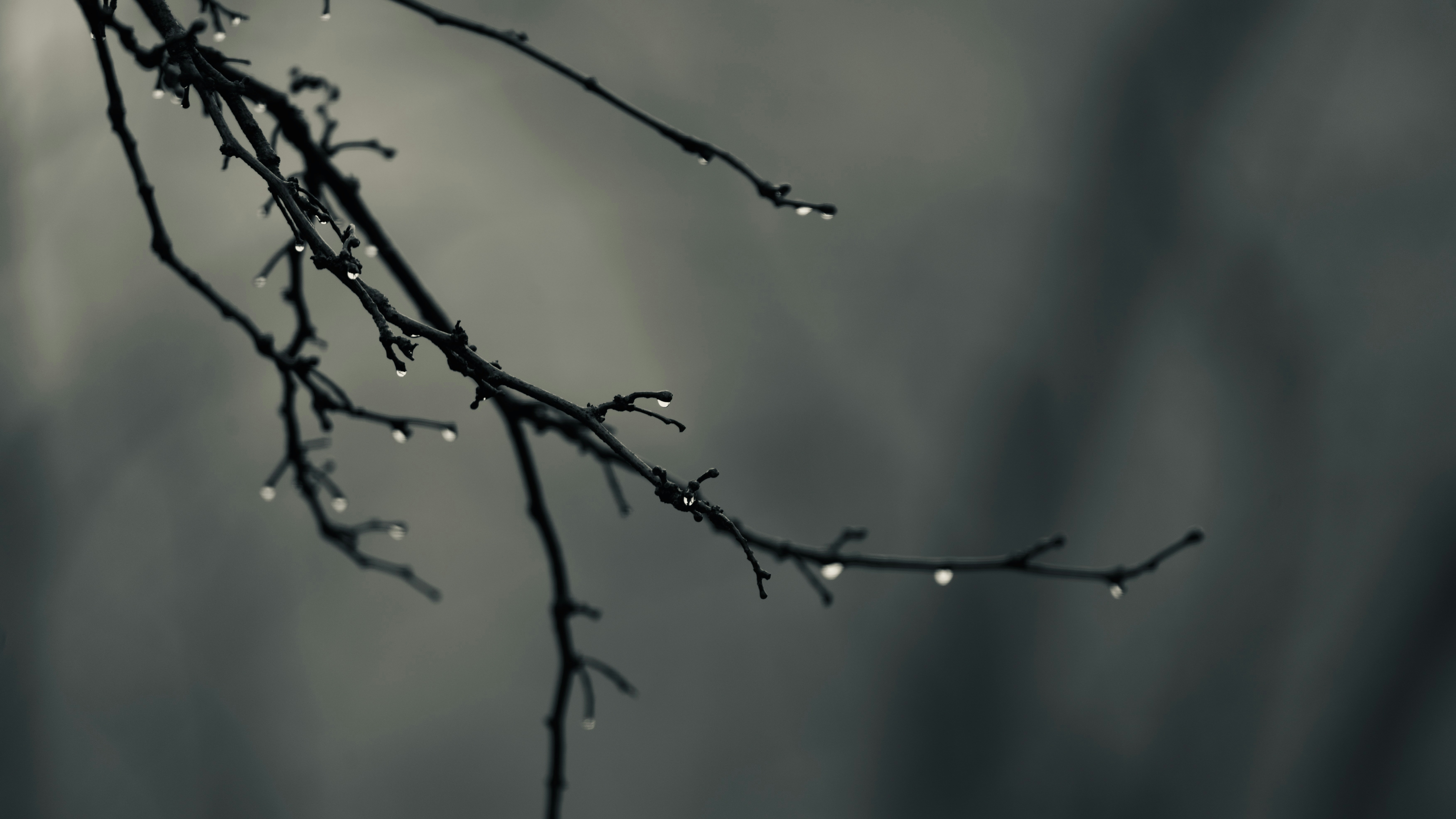 Raindrops clinging to bare tree branches in muted light.