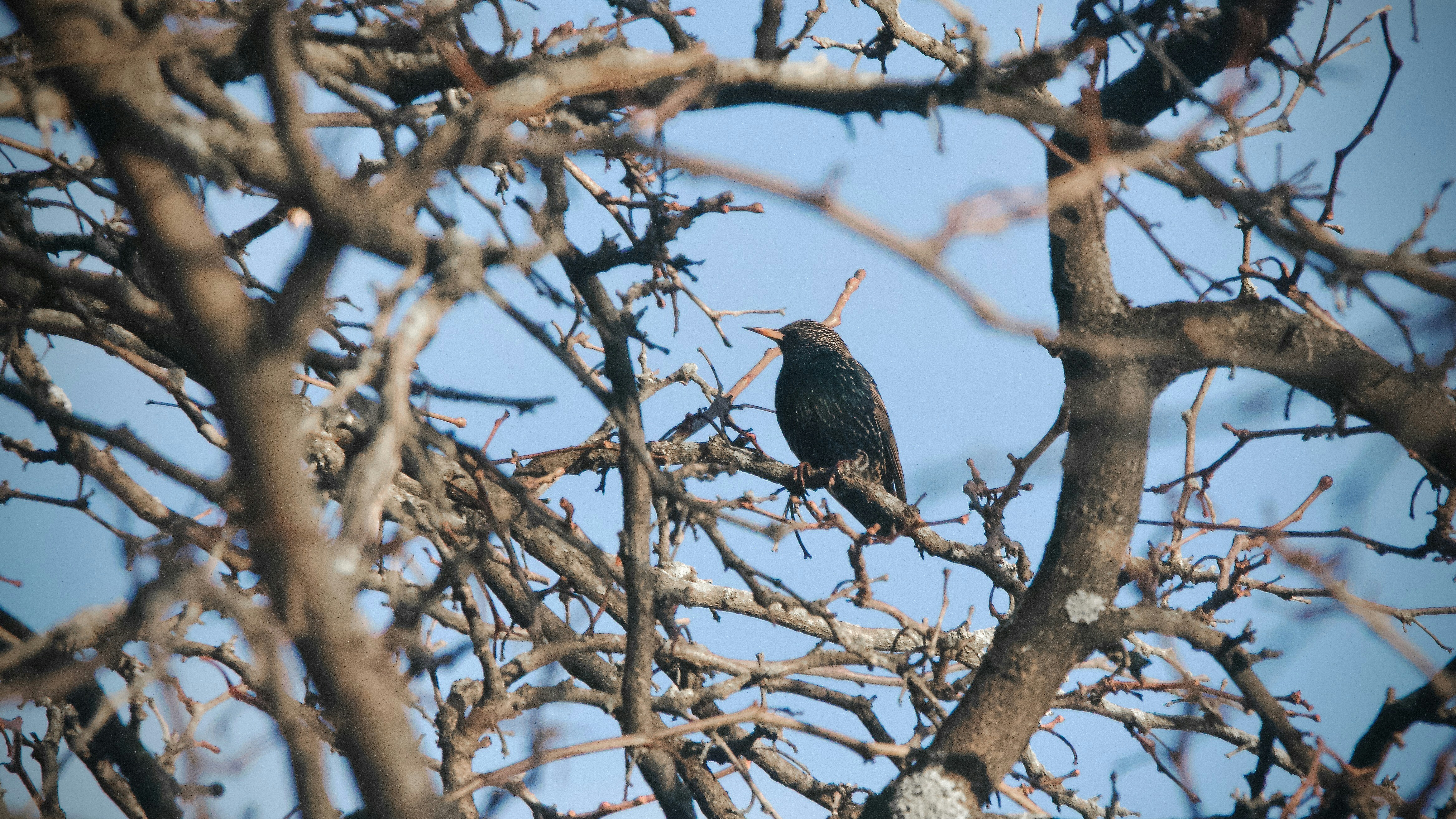 A bird perched on a bare tree branch.