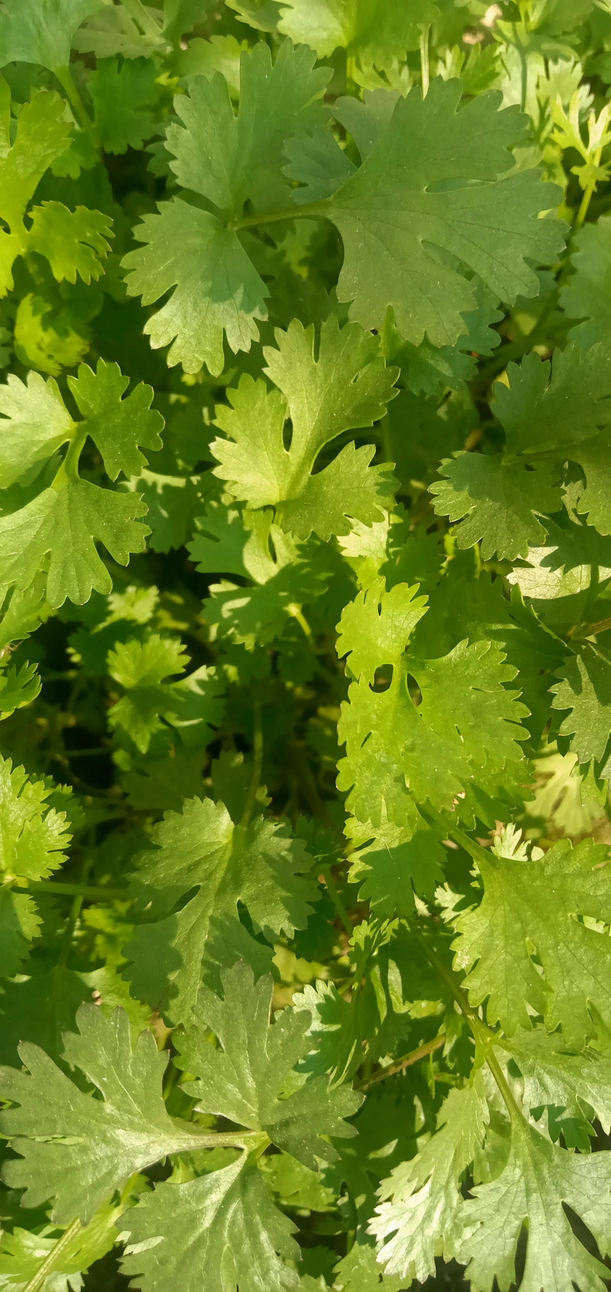 Fresh coriander and Caribbean herbs