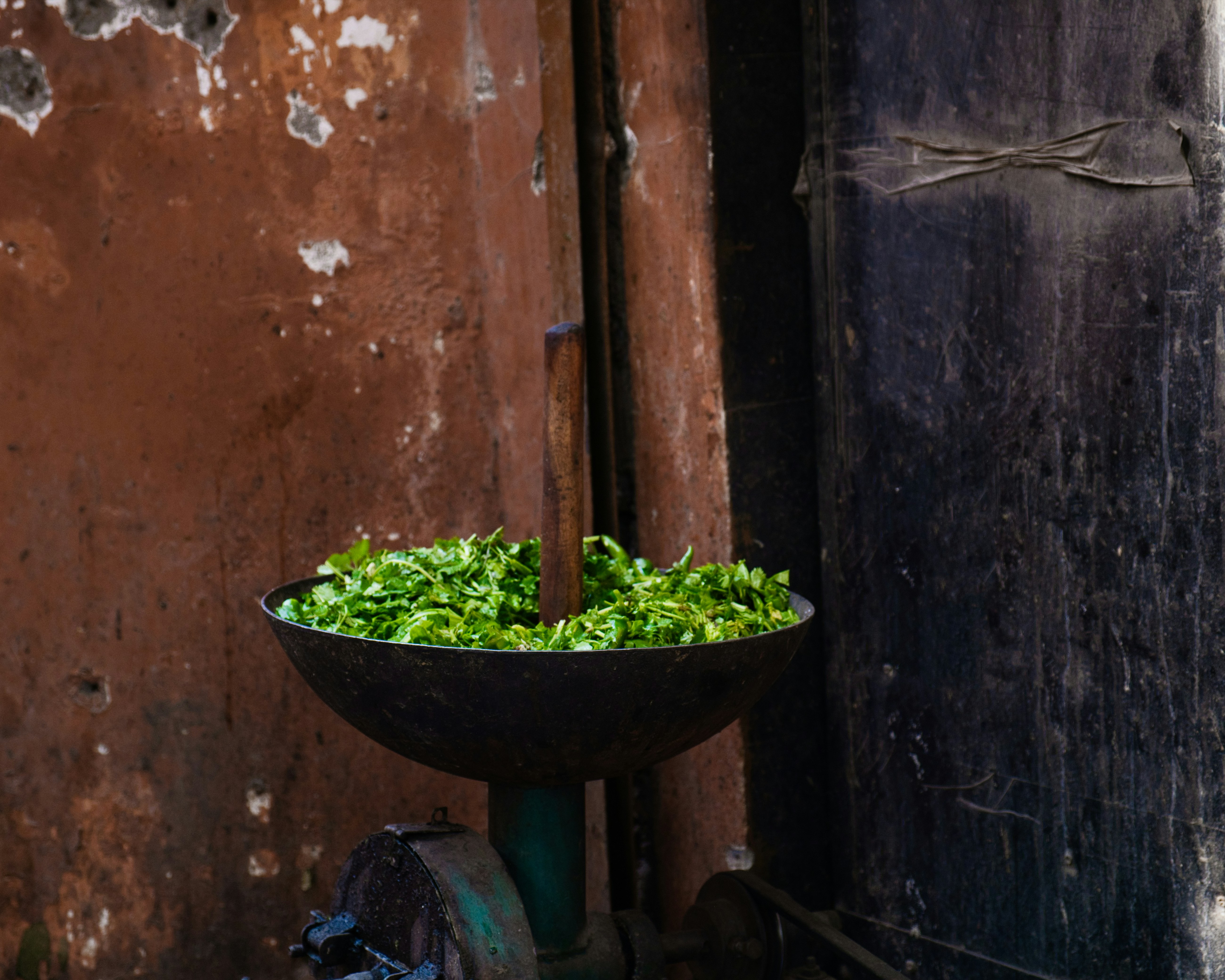 Fresh leafy greens collection including spinach and coriander
