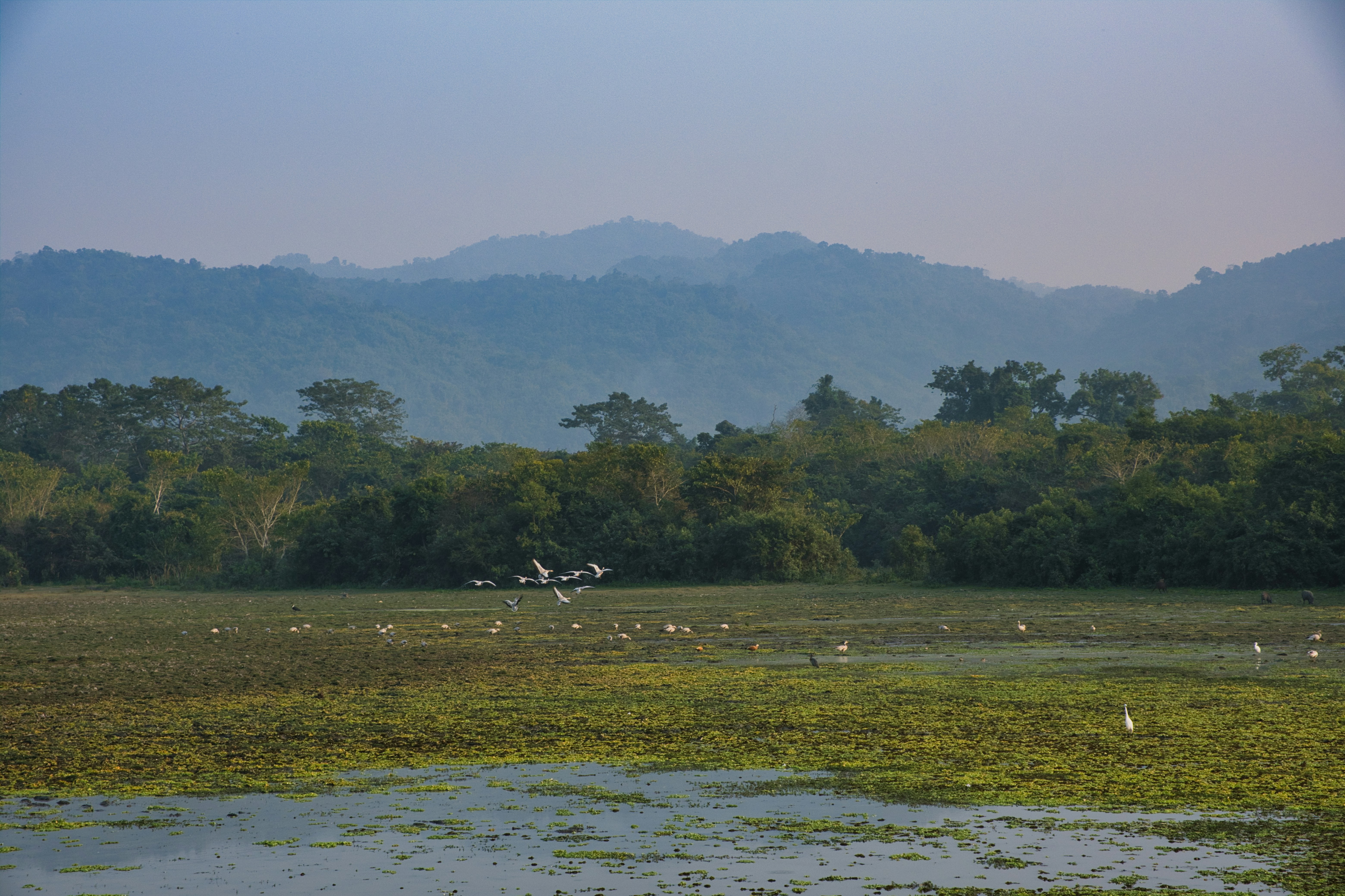 Flock of birds in a serene wetland with hills.
