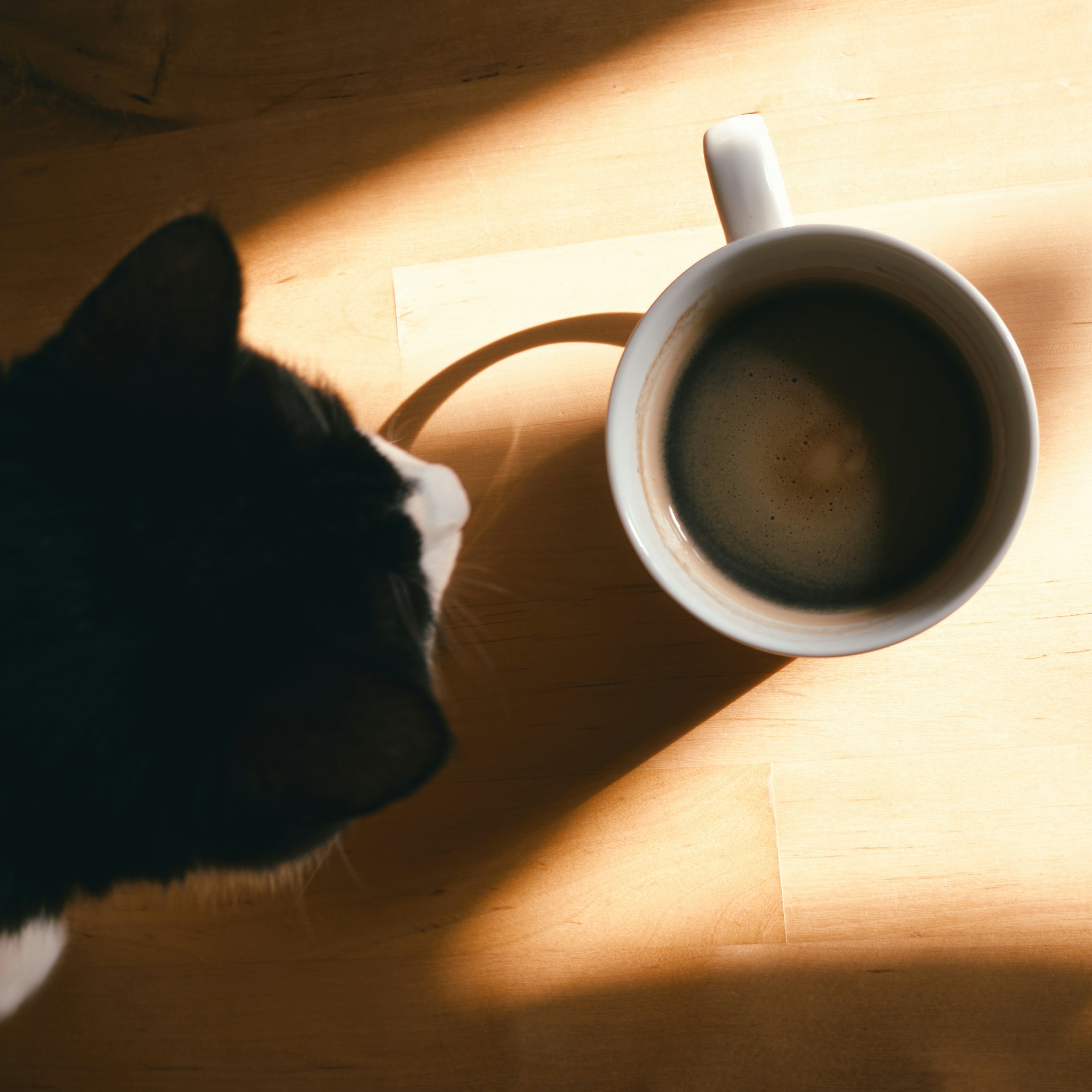Um gato preto e branco olha para uma xícara de café.