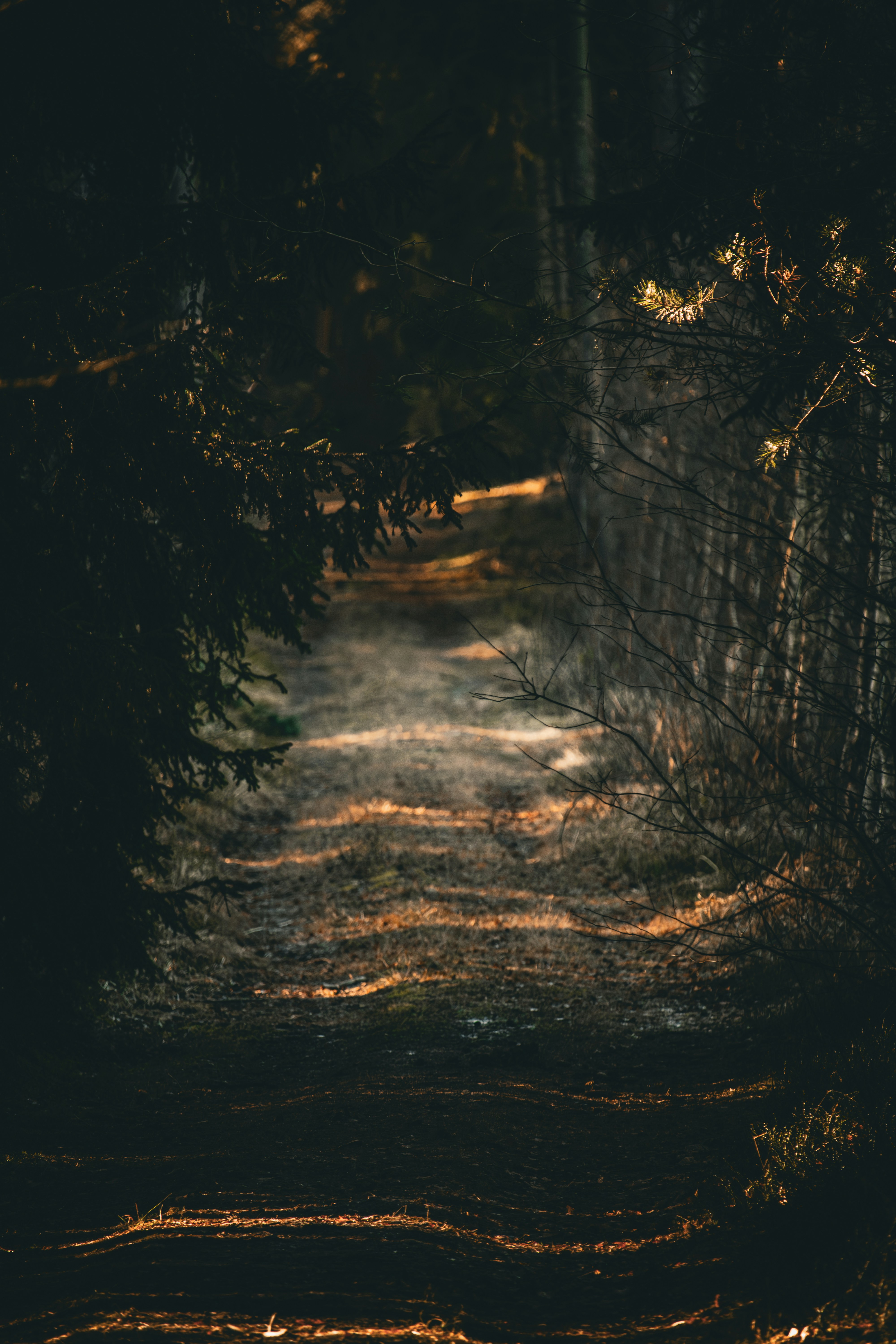 Misty forest path illuminated by soft sunlight.
