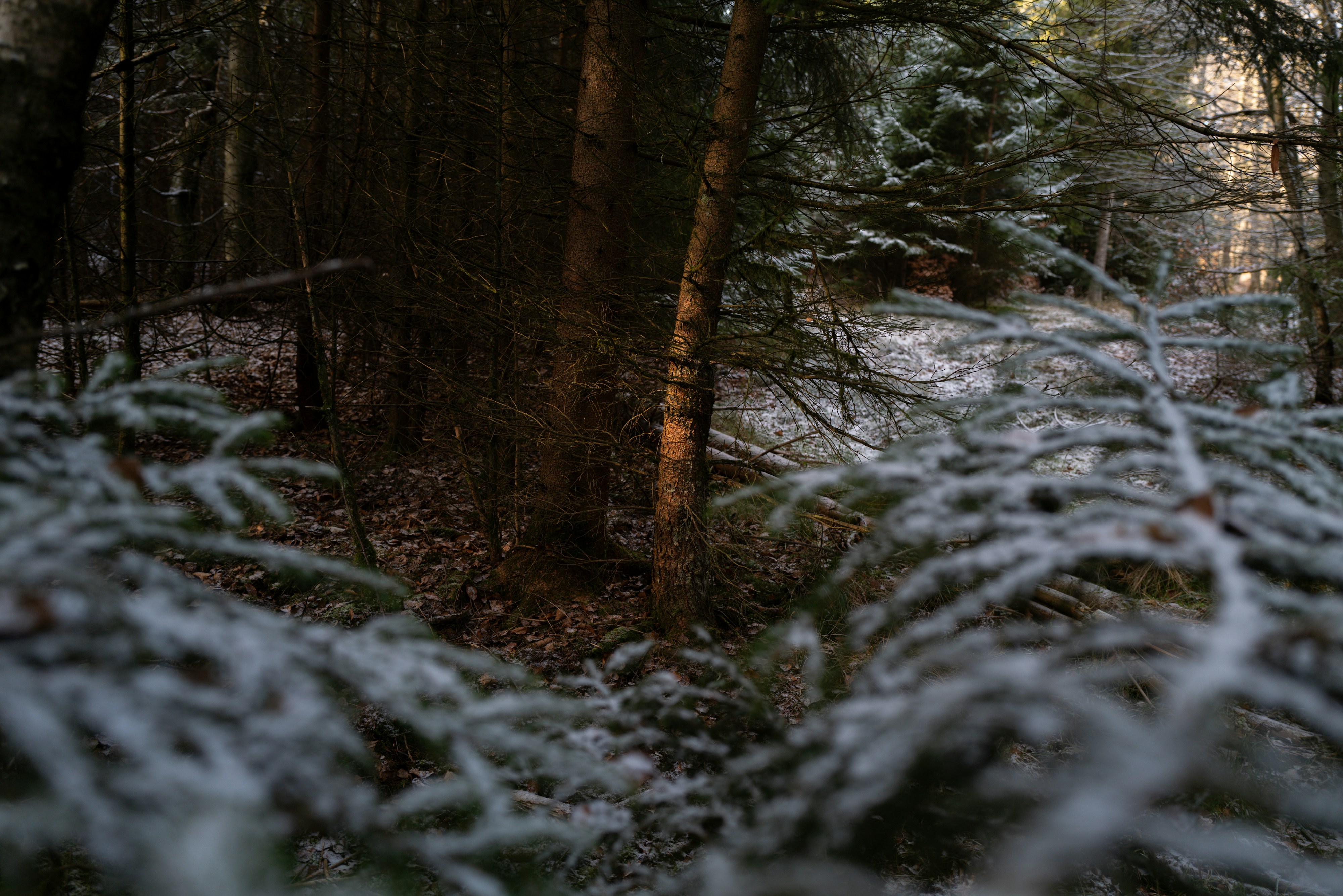 Schneebedeckter Wald mit Bäumen und Ästen