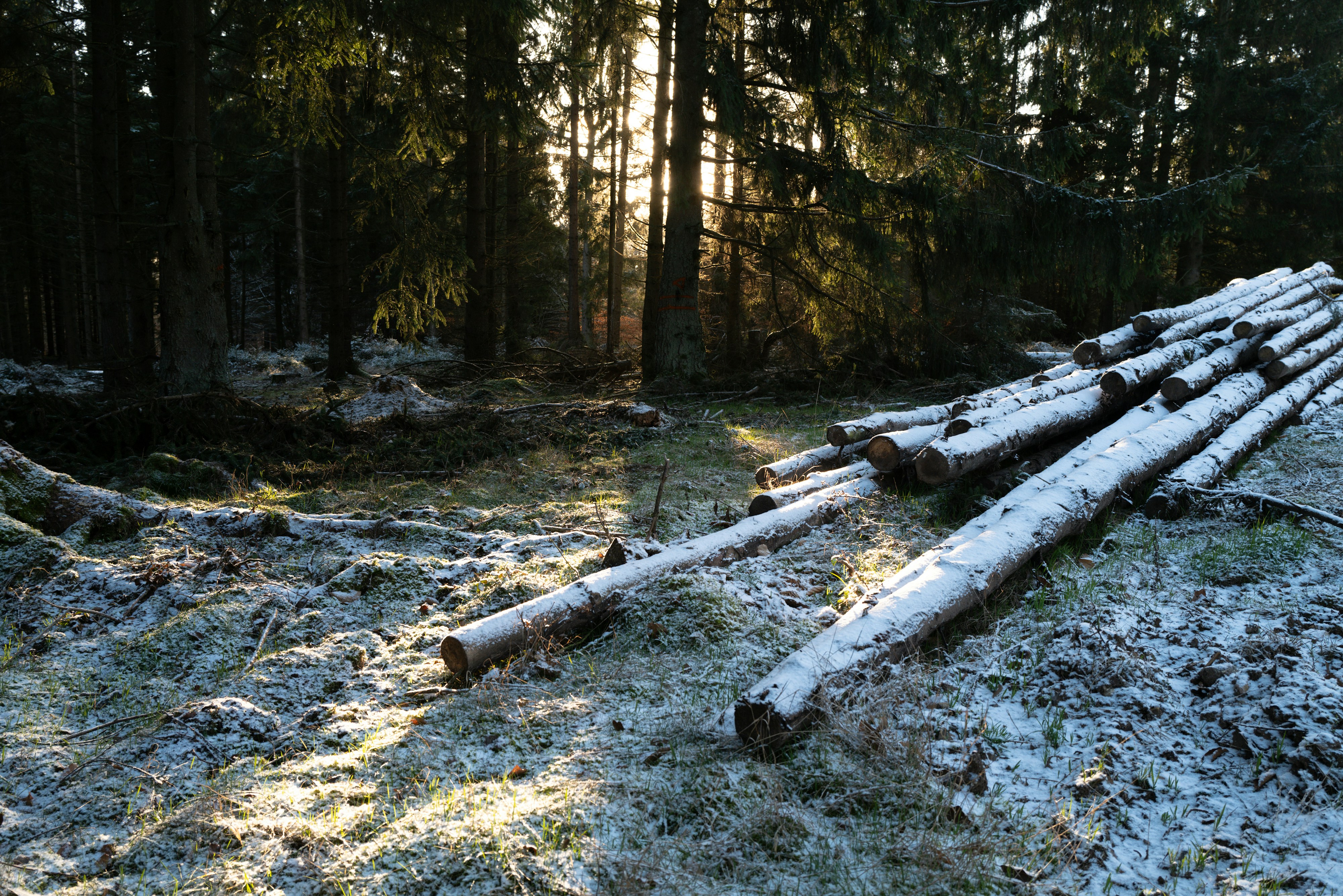 Sonnenlicht fällt durch Bäume auf frostige Baumstämme