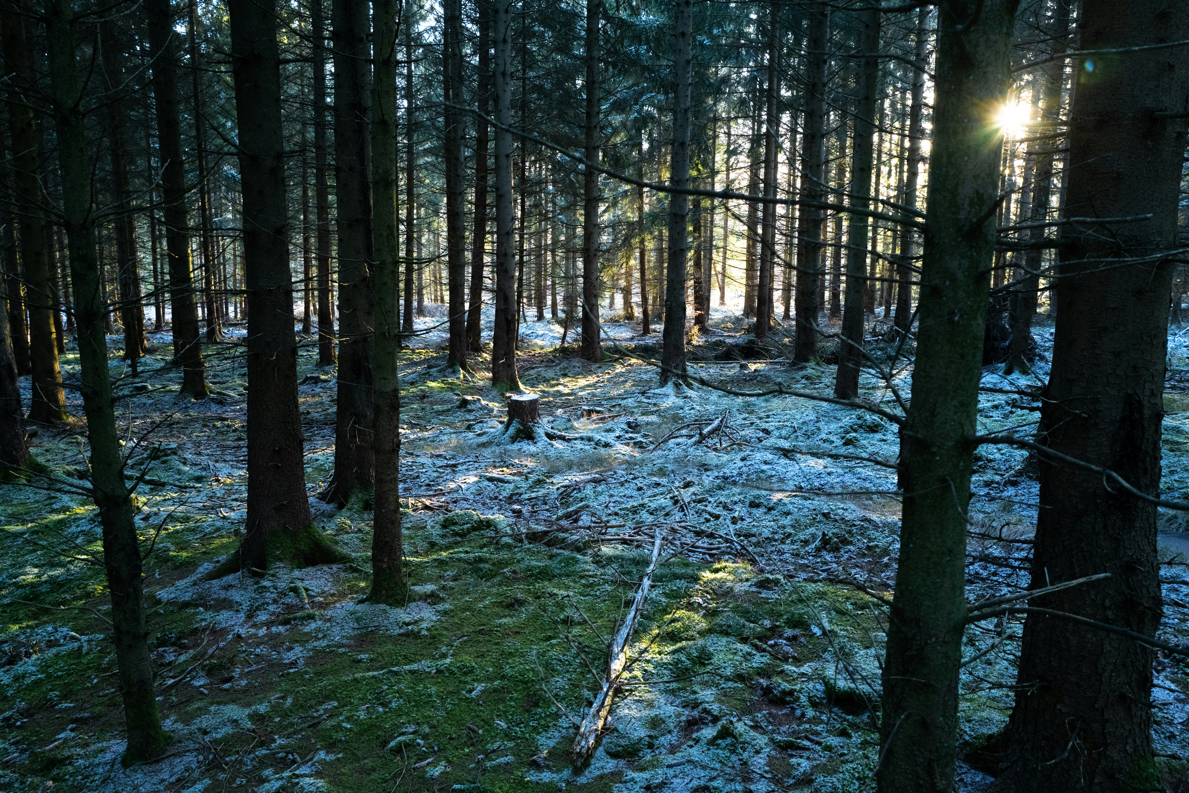 Sonnenlicht strömt durch eine verschneite Waldlandschaft.