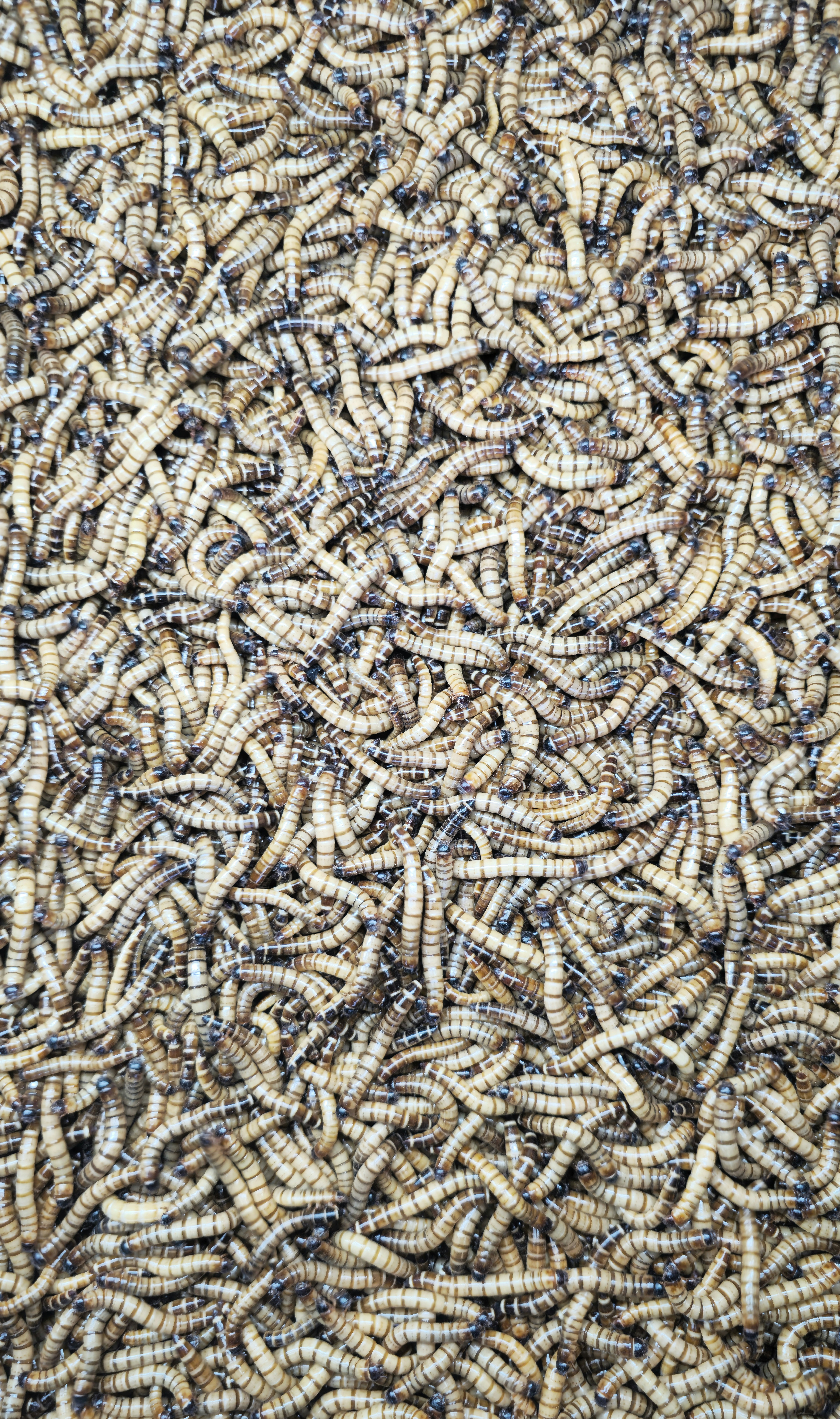 Larve budućnosti: Tenebrio molitor kao inovativno rešenje za smanjenje biootpada