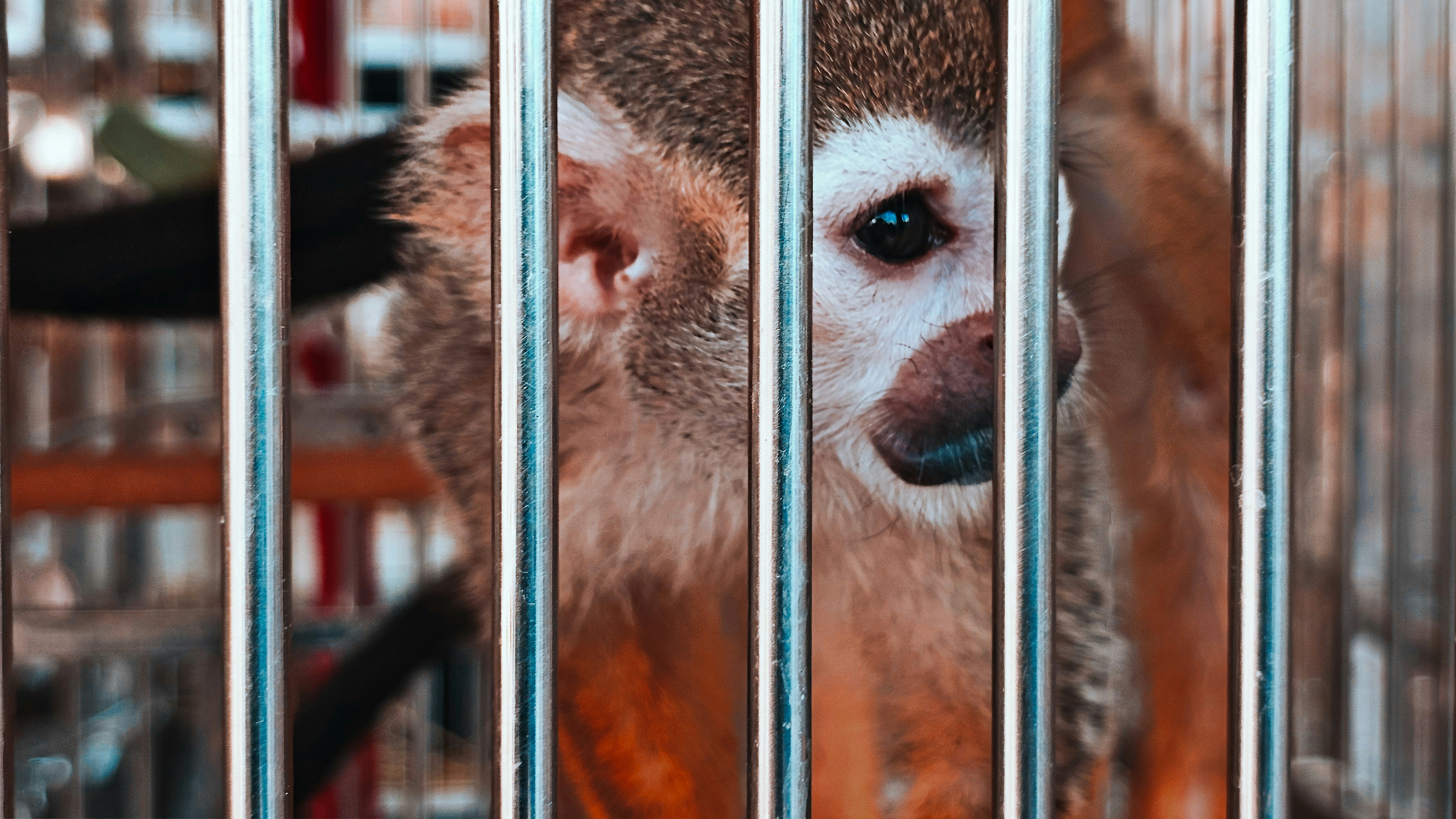 A squirrel monkey behind metal bars