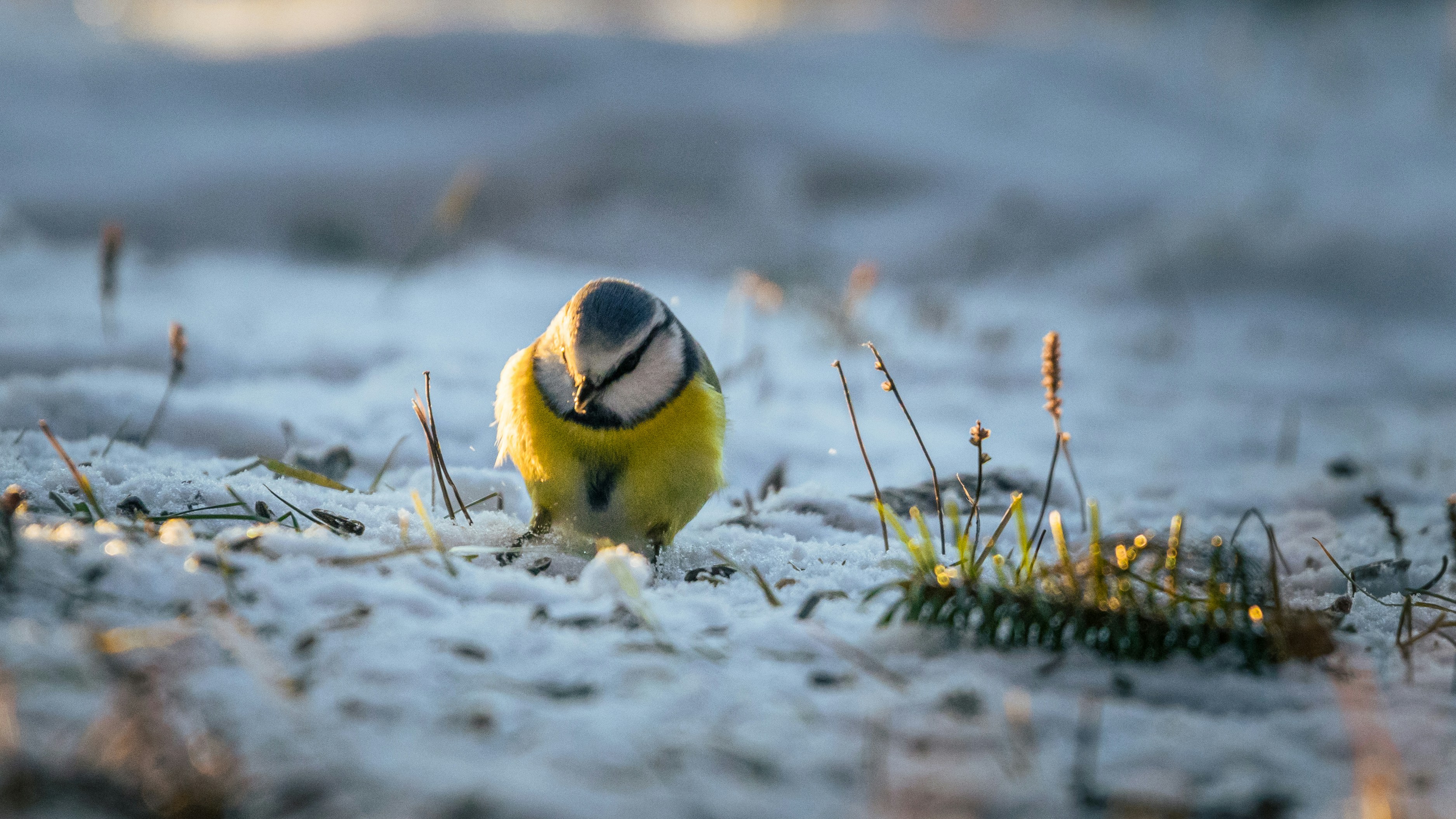 A blue tit bird stands on the snowy ground.