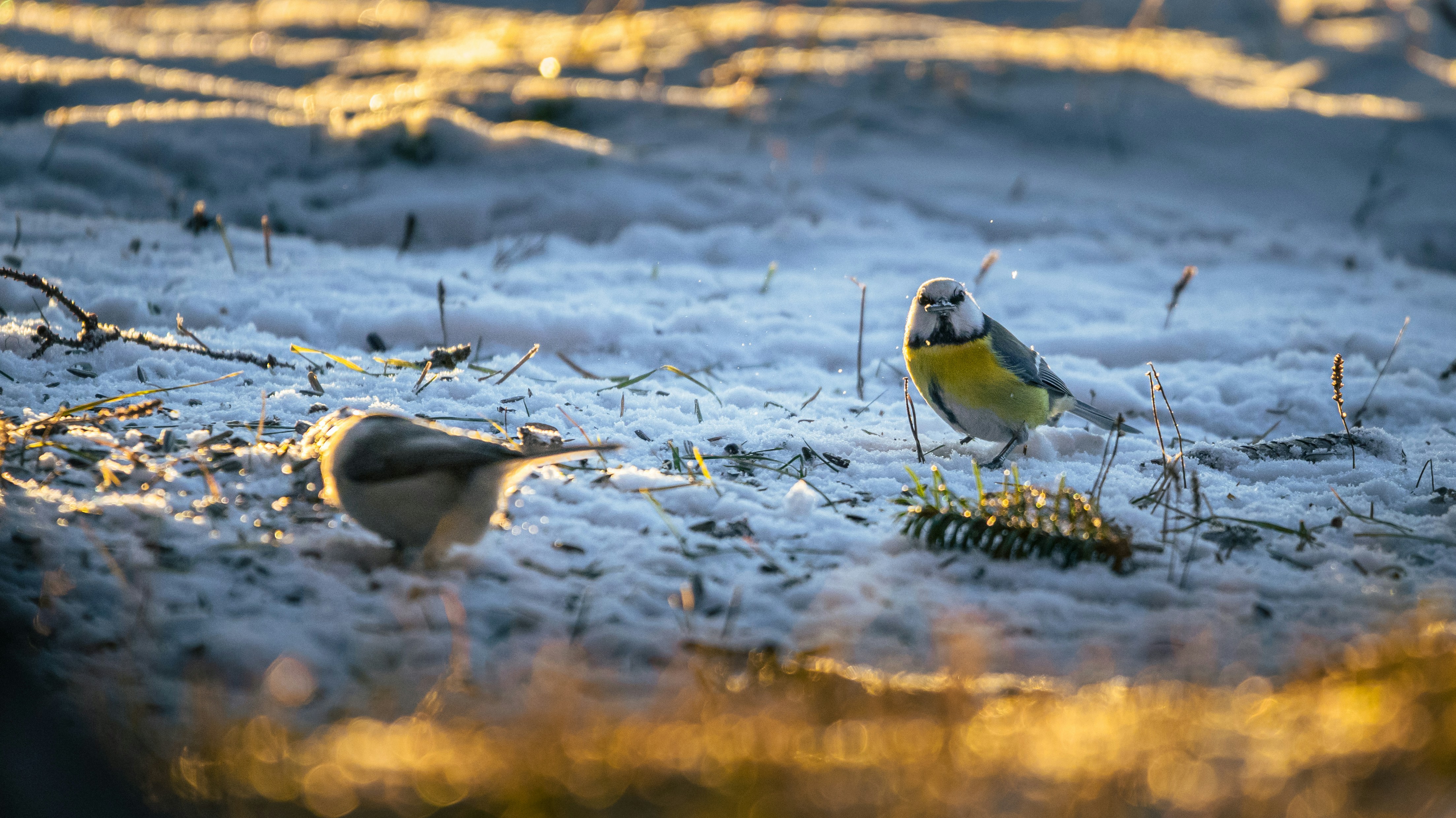 Two small birds foraging in the snow