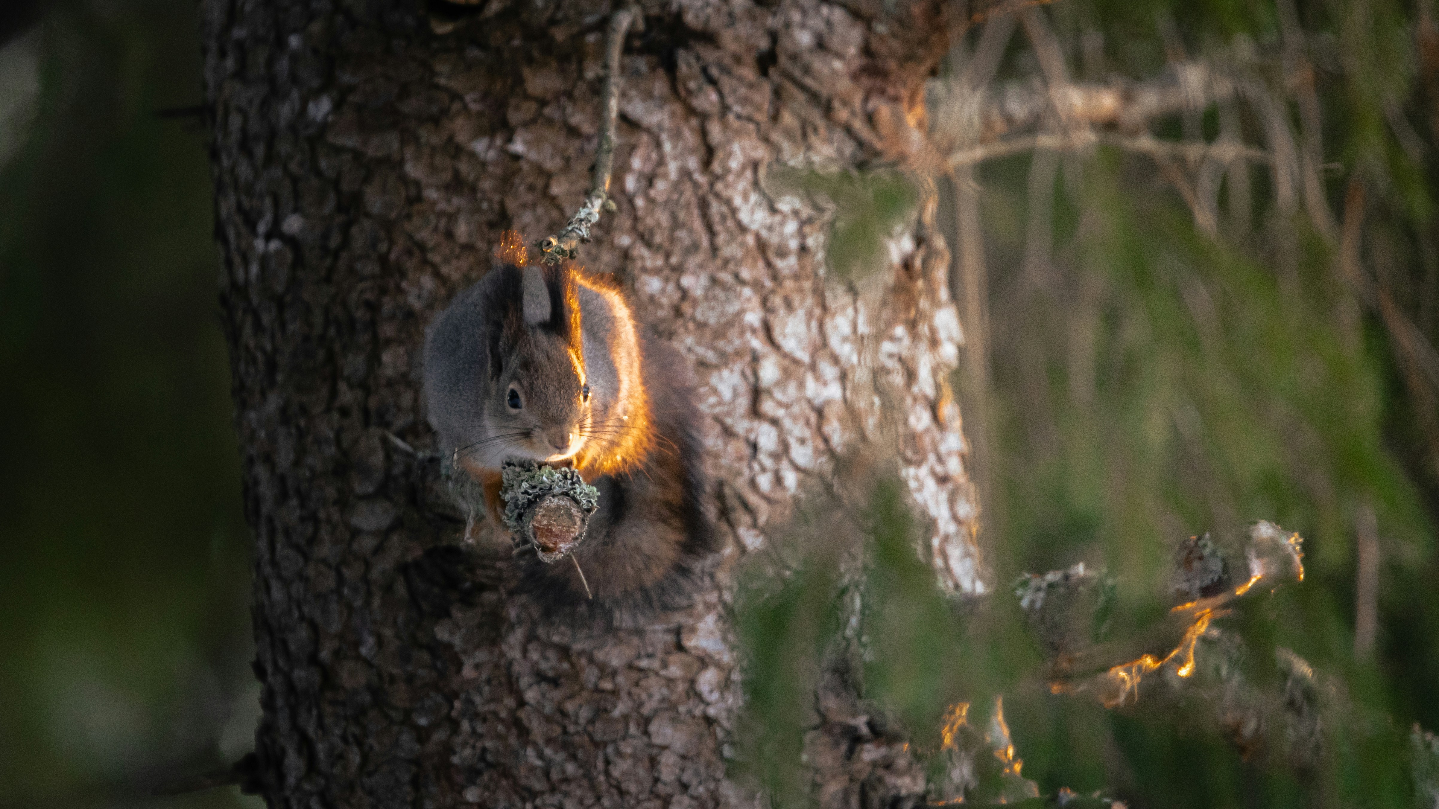 A squirrel climbs up a tree trunk