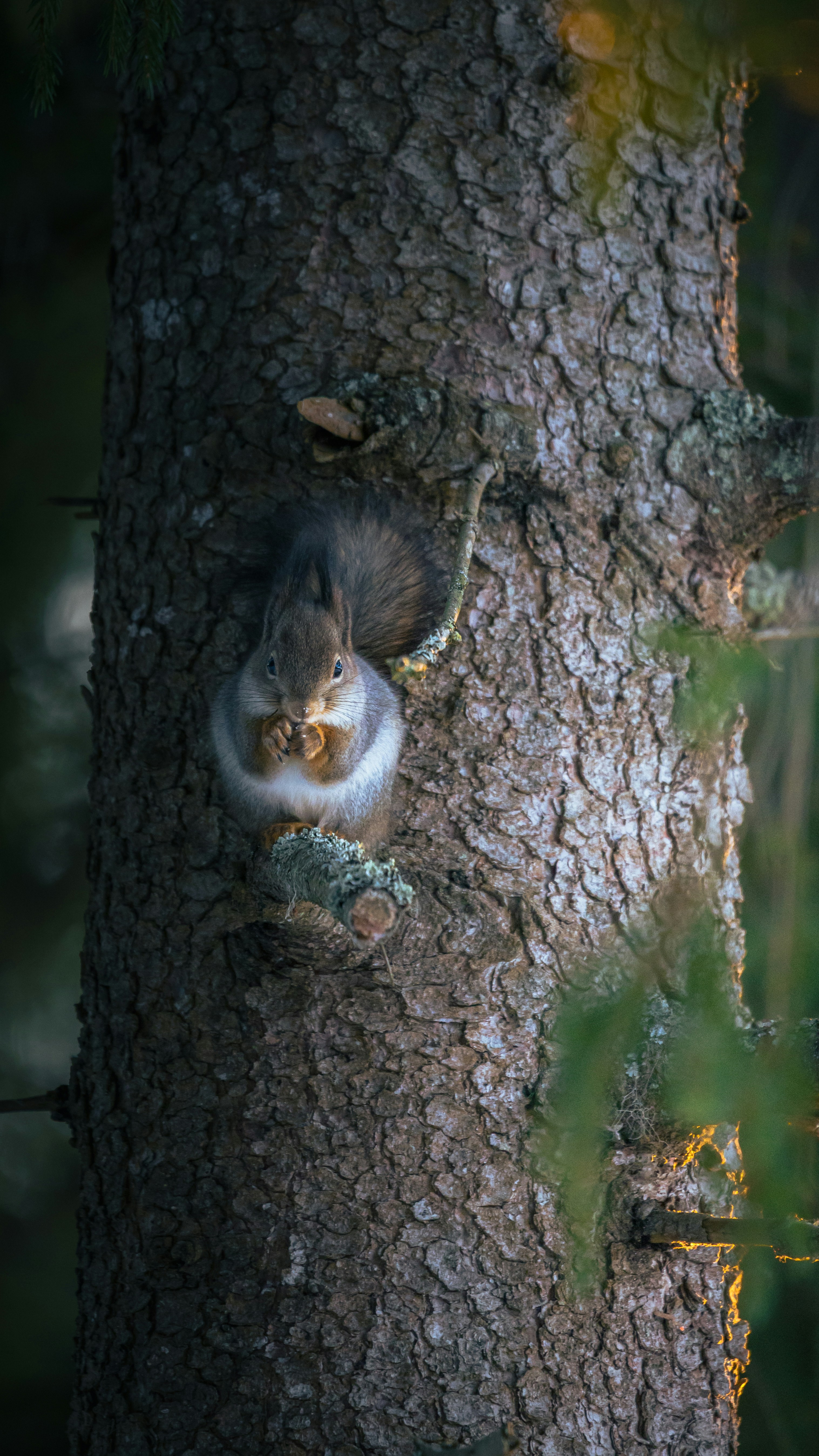 A squirrel eating nuts on a tree trunk.