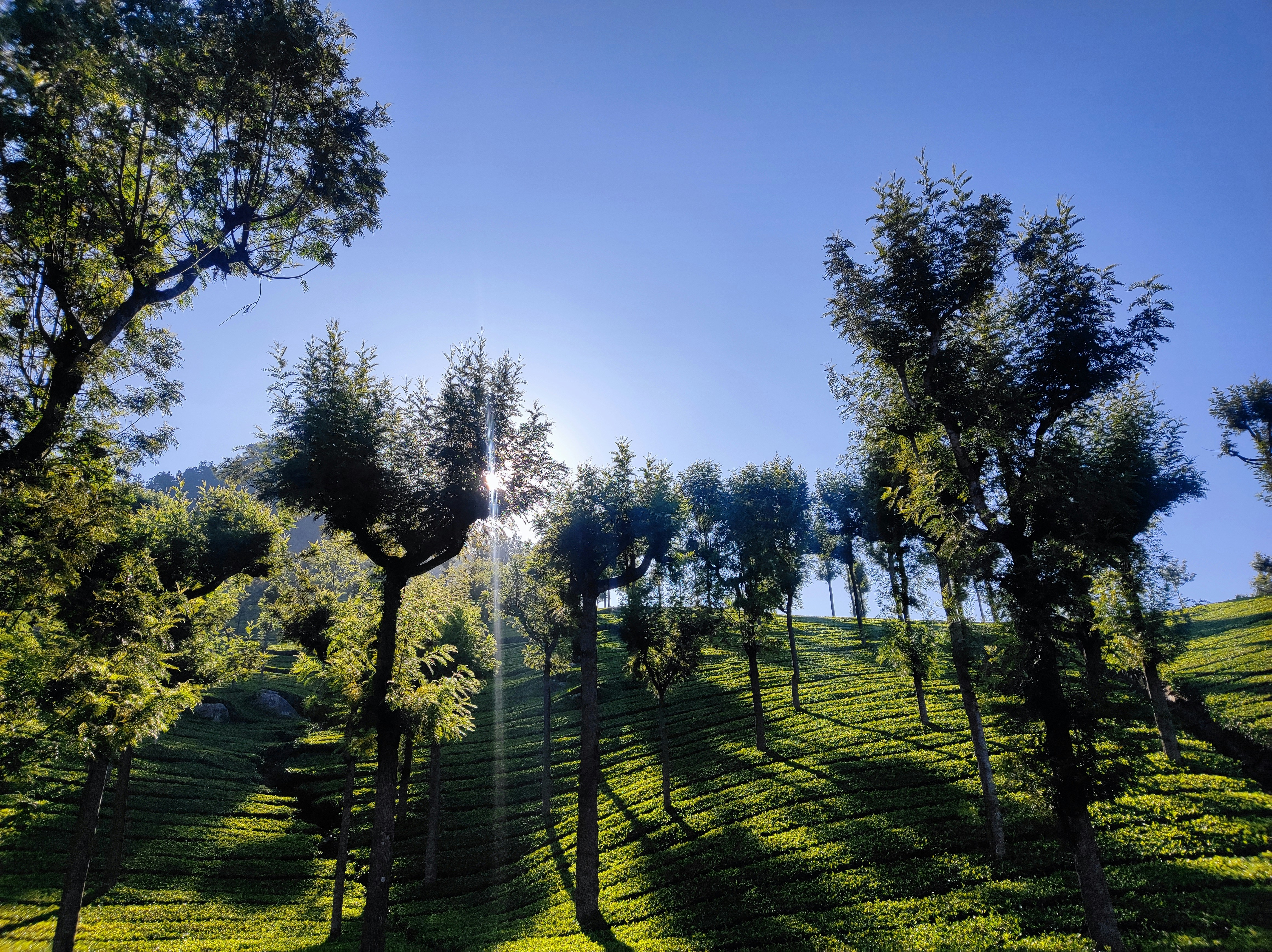 A hand holding a single, perfect coffee bean, representing high-value specialty and cash crops.