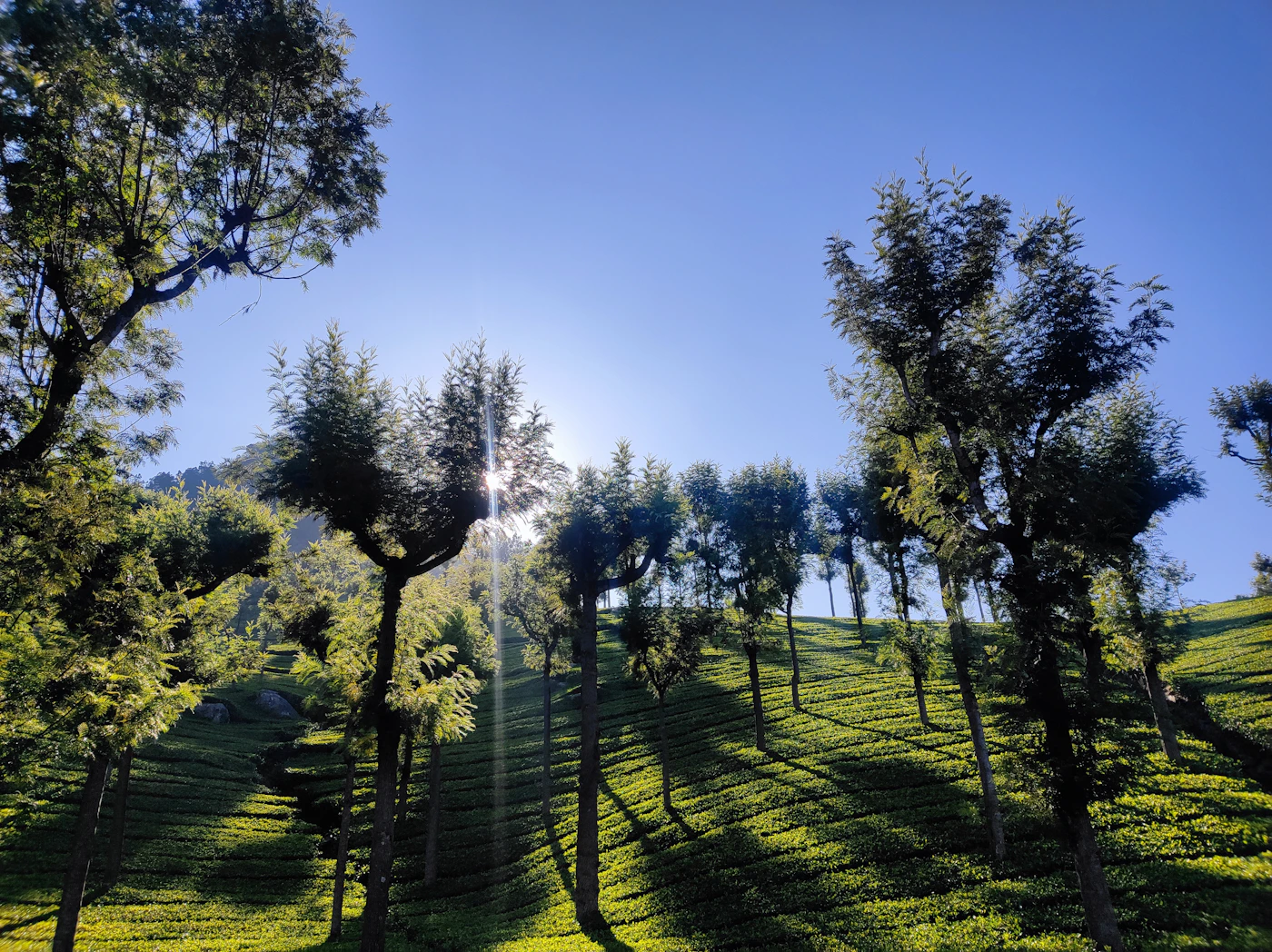 Sunlight through tea plantations in Coonoor in the Nilgiri Hills
