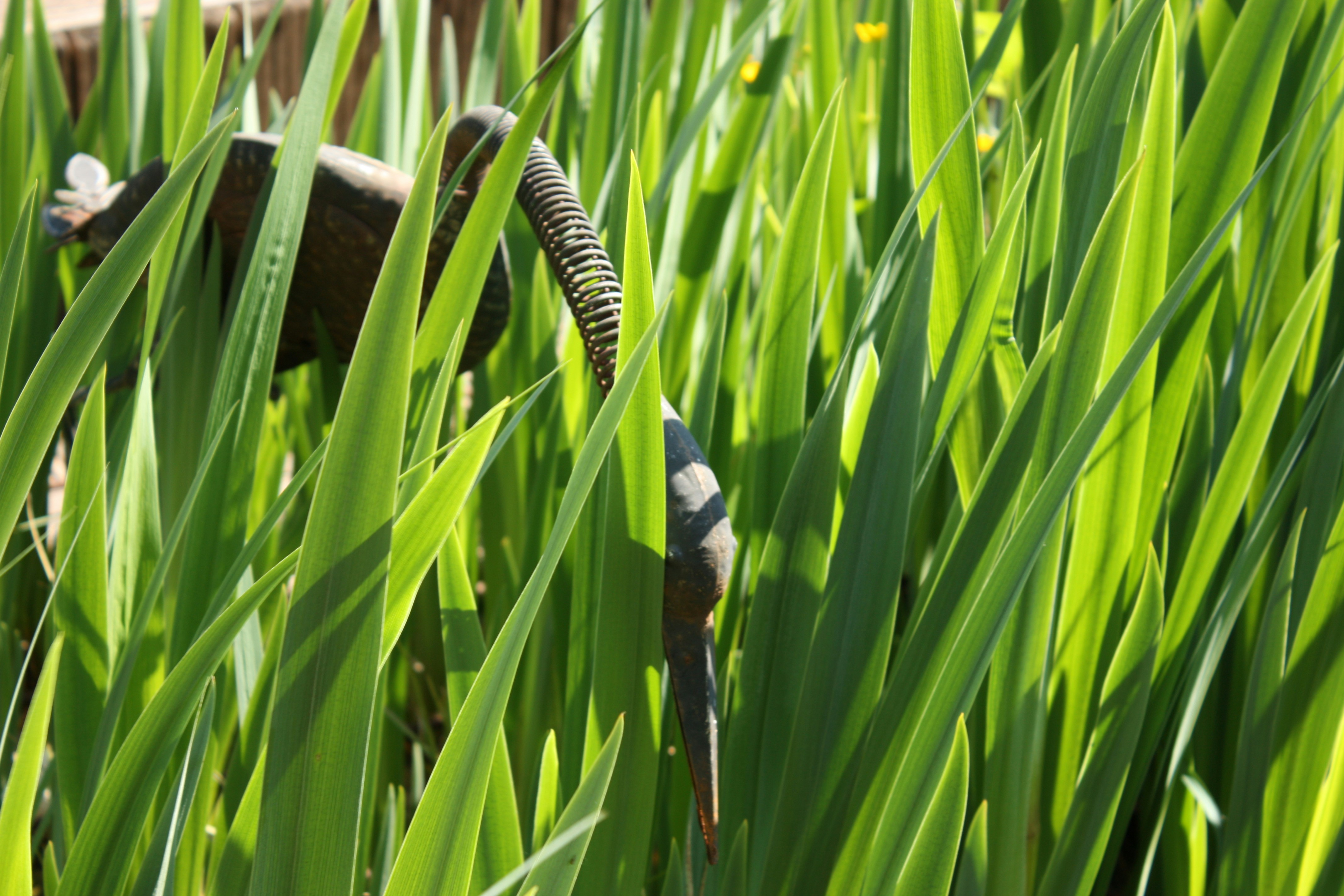 Elephant statue hidden among tall green reeds.