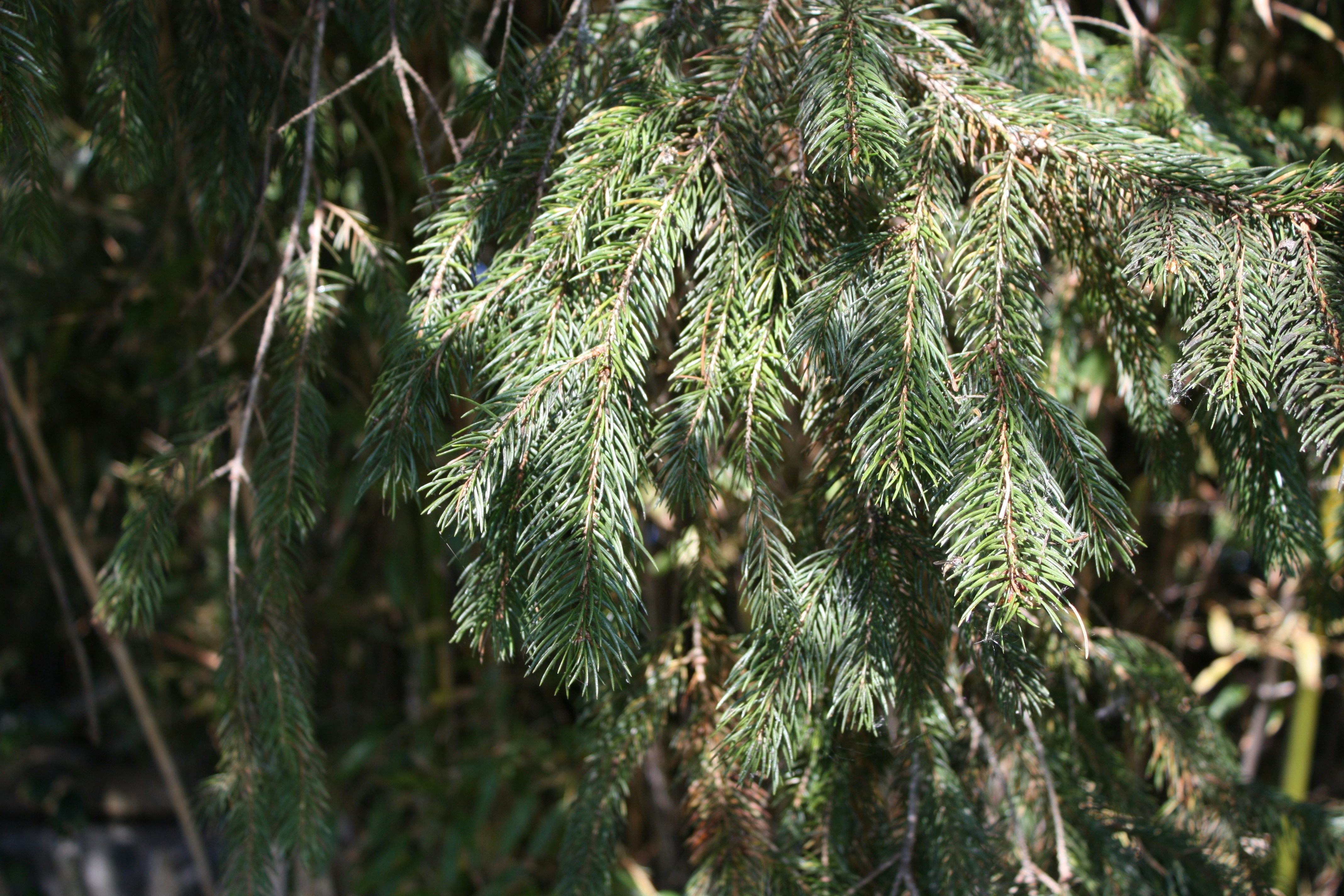 Close-up of green pine tree branches in sunlight