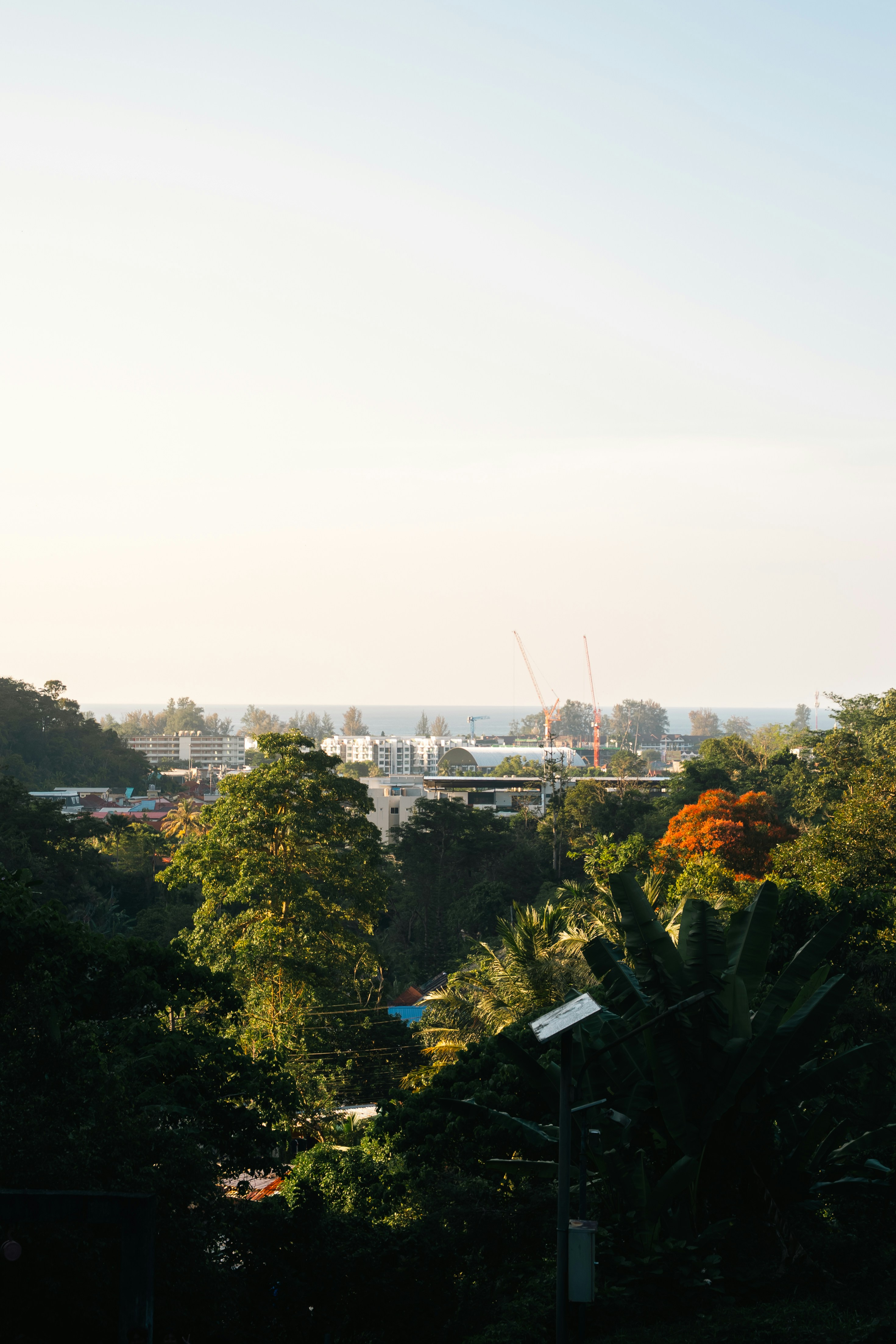 Üppig grüne Bäume im Vordergrund mit Stadtbild dahinter