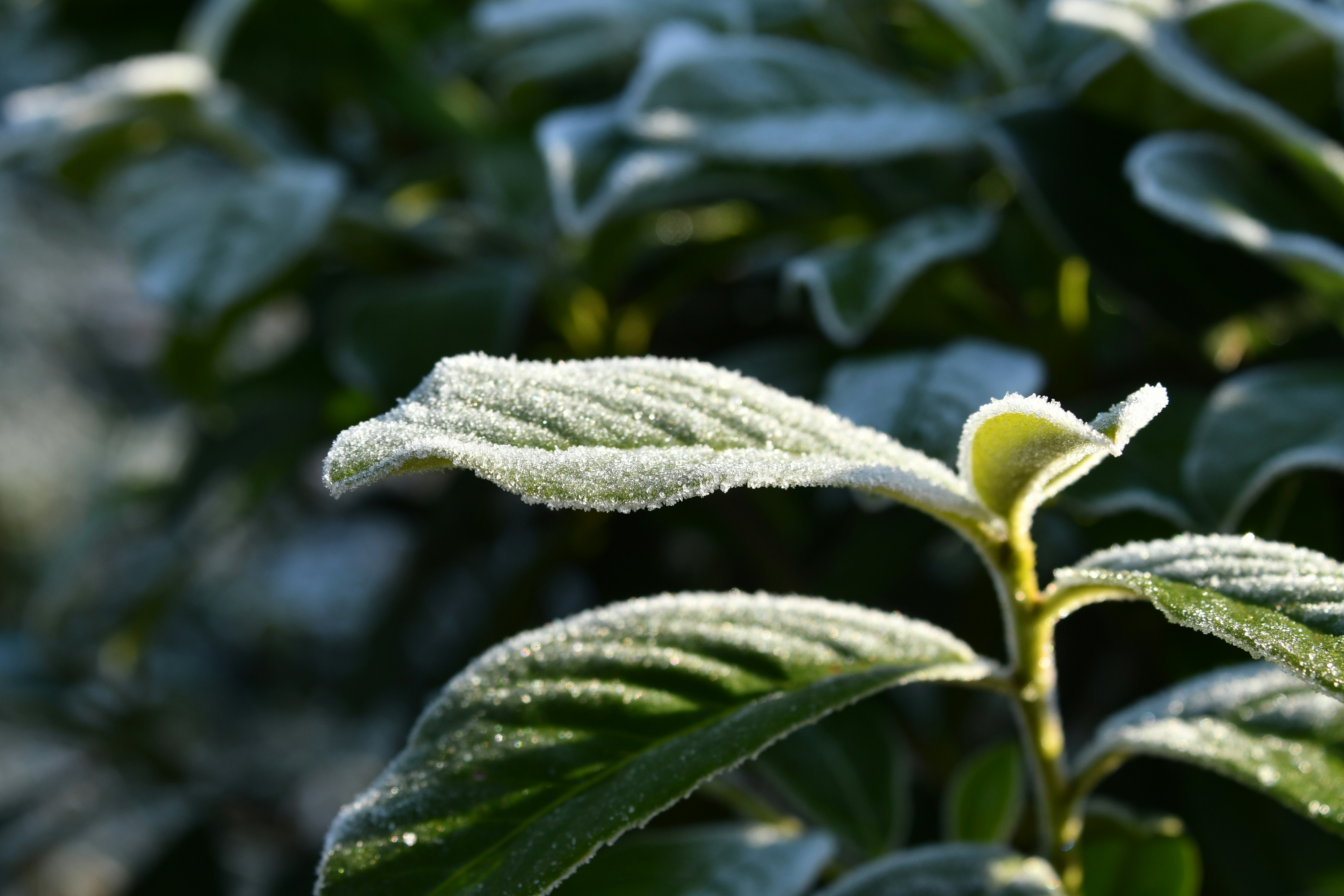 Green leaves covered in frost on a sunny morning.