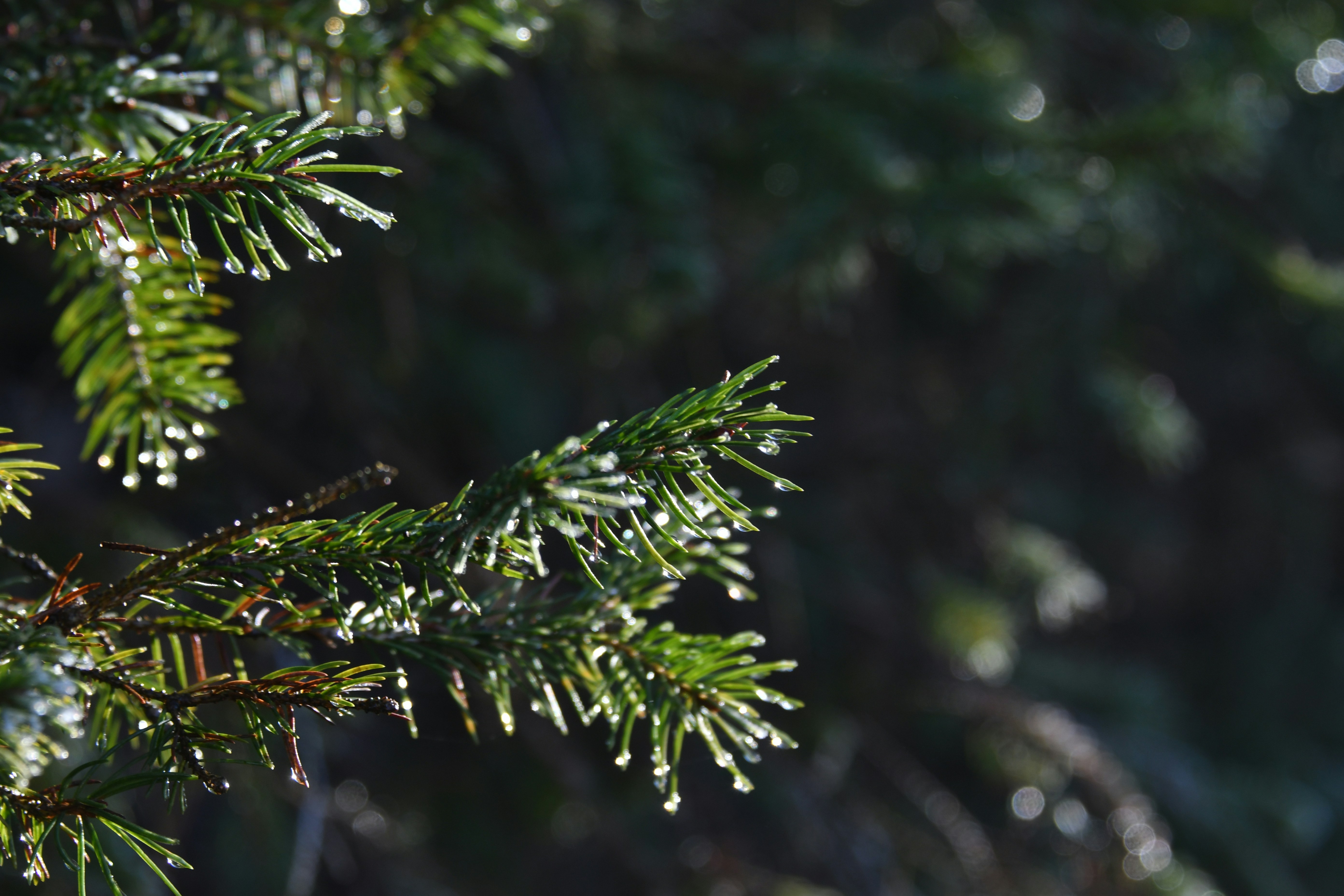 Close-up of evergreen branches with dew drops.