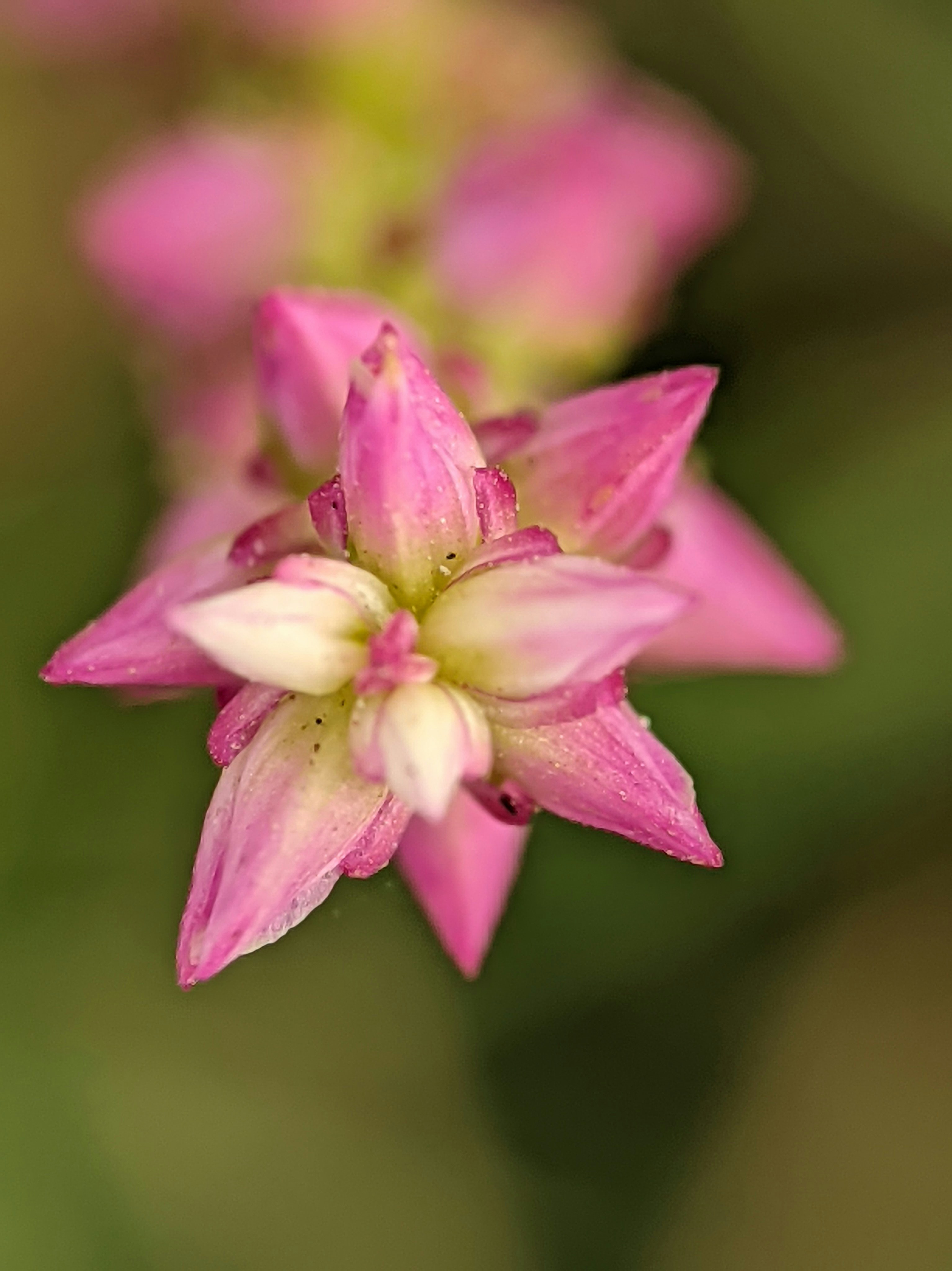 Pink Heath