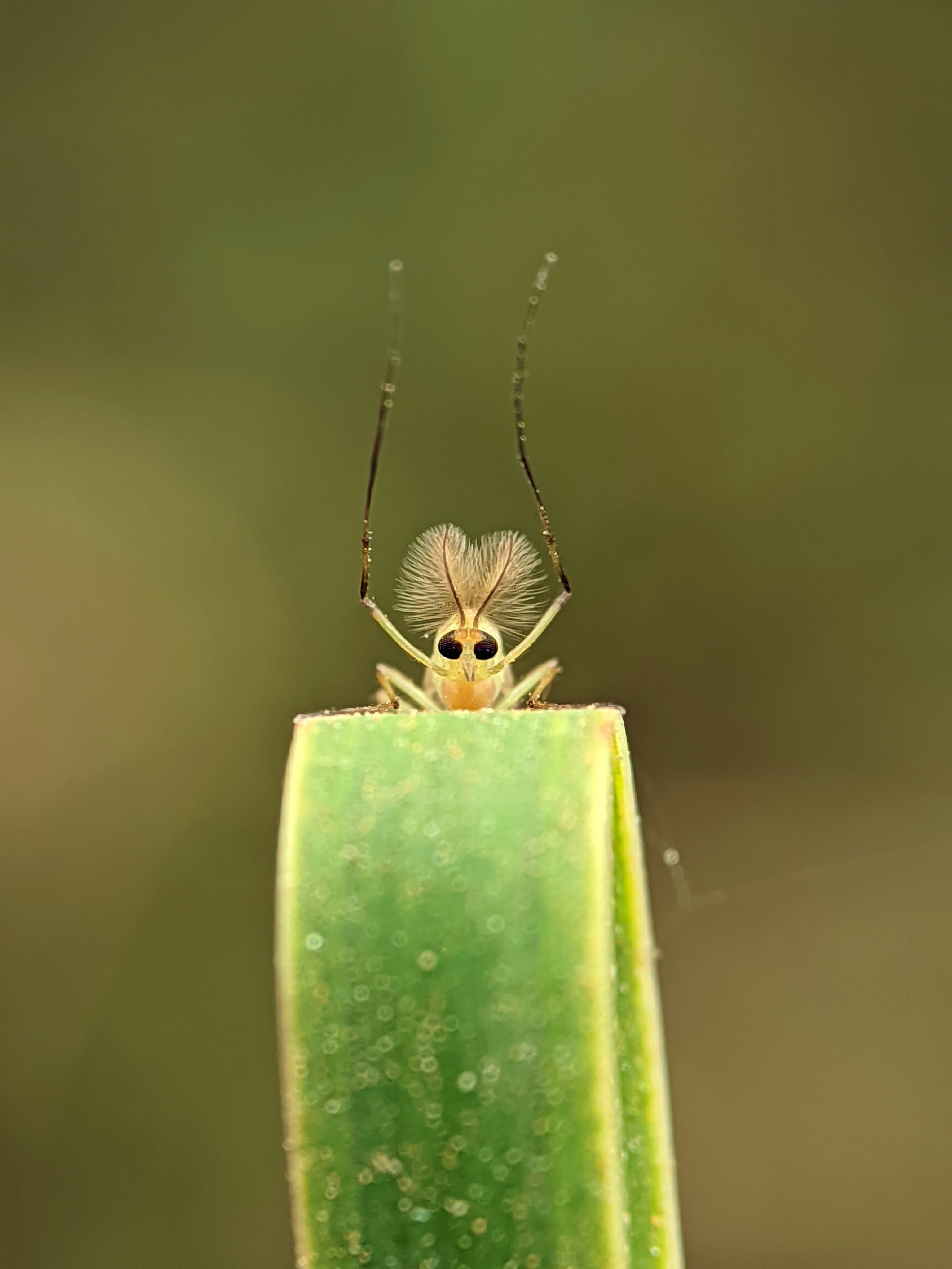 Ein kleines Insekt mit langen Antennen auf einem grünen Blatt.
