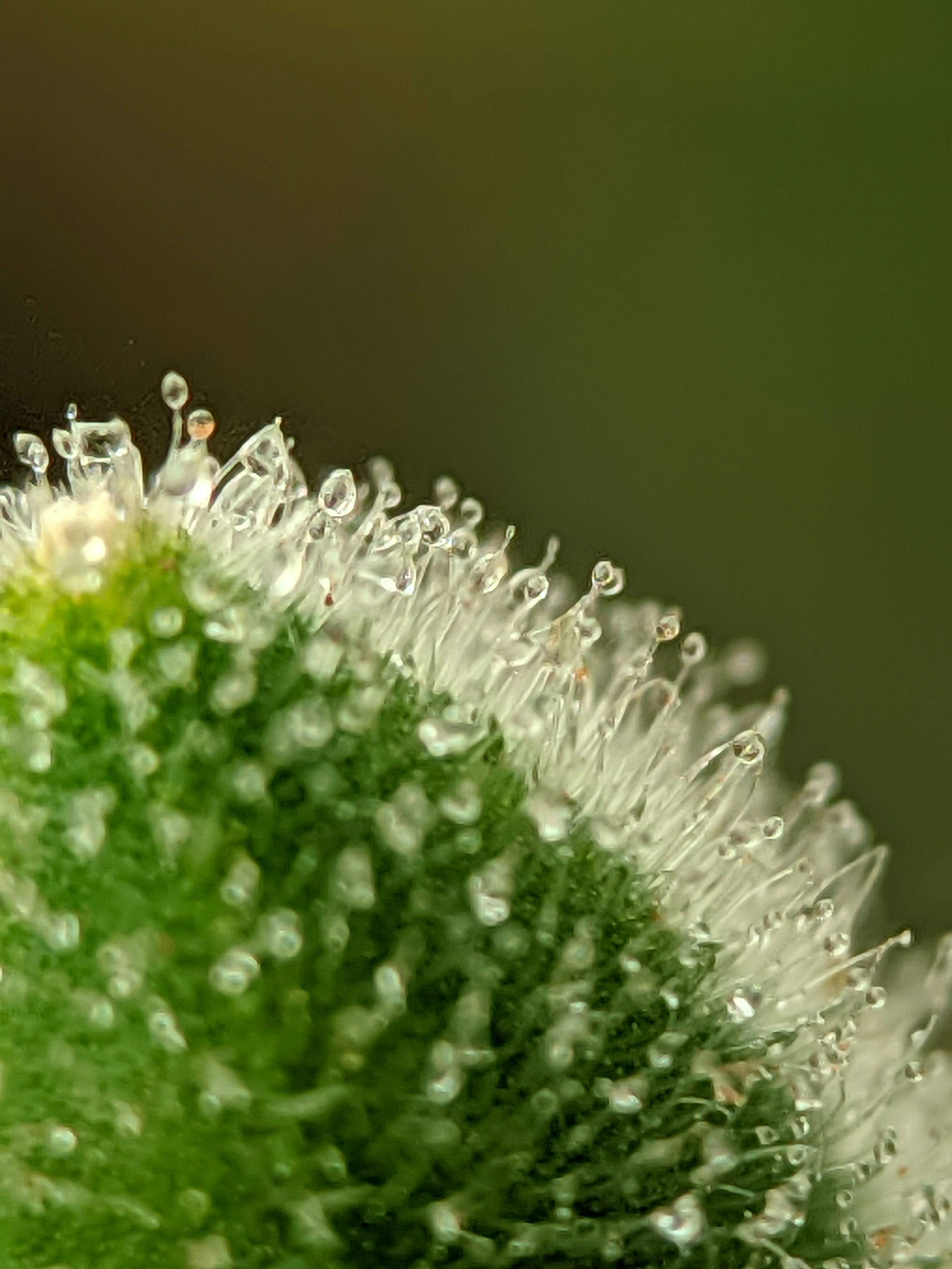 Close-up of dew drops on a green plant