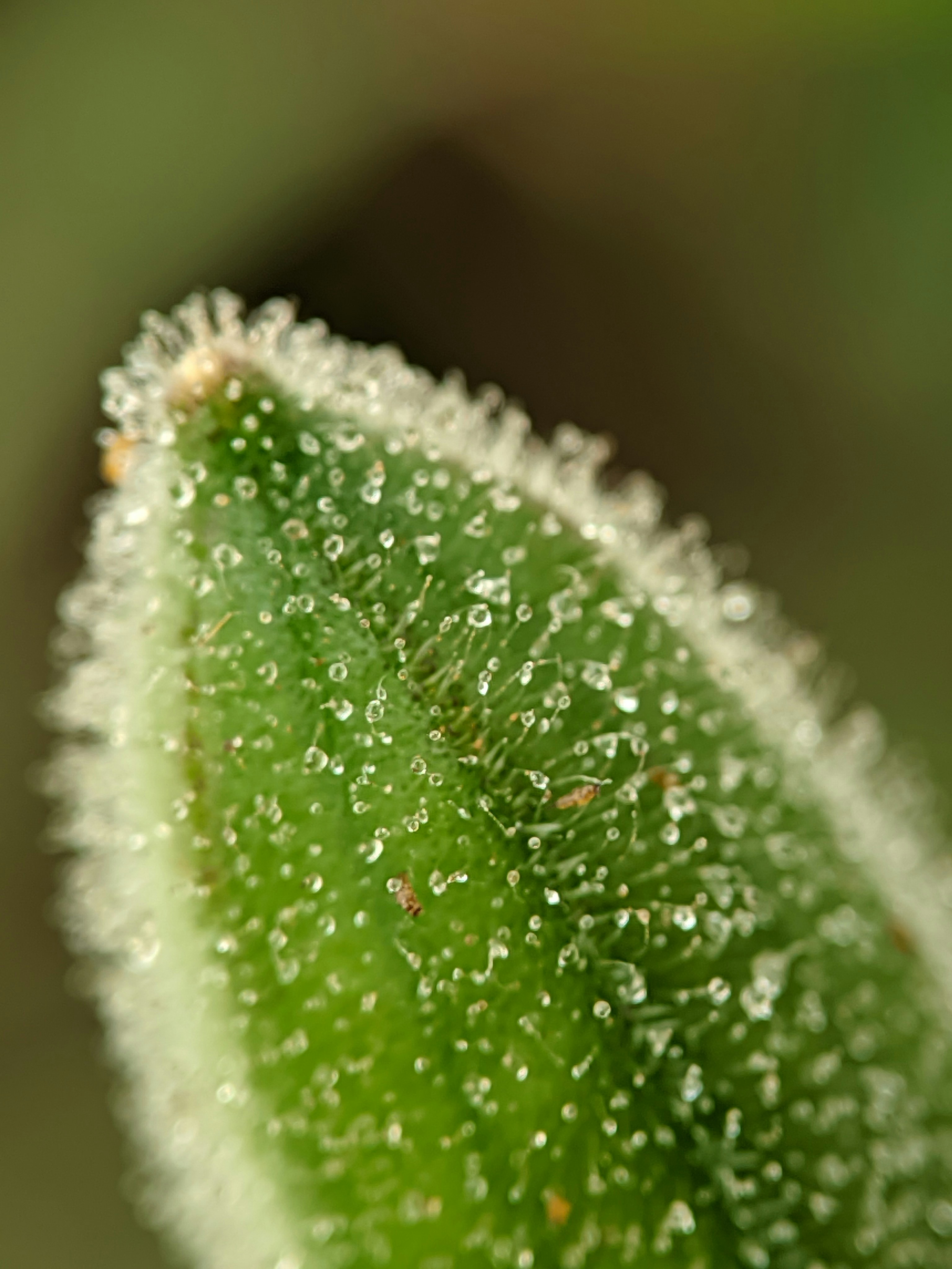Close-up of a green plant bud with dew drops.