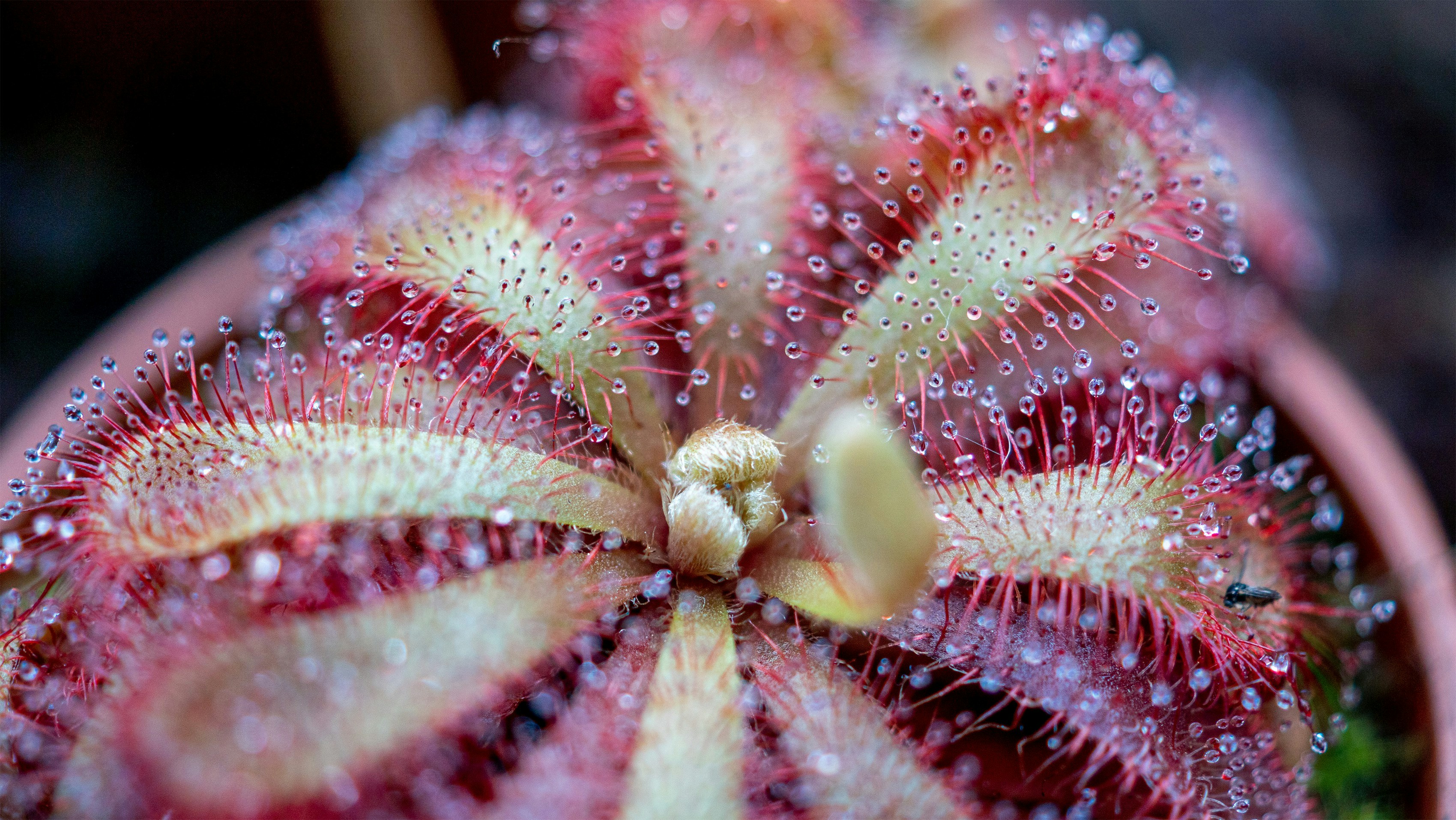 Close-up of a sundew carnivorous plant with dew drops.