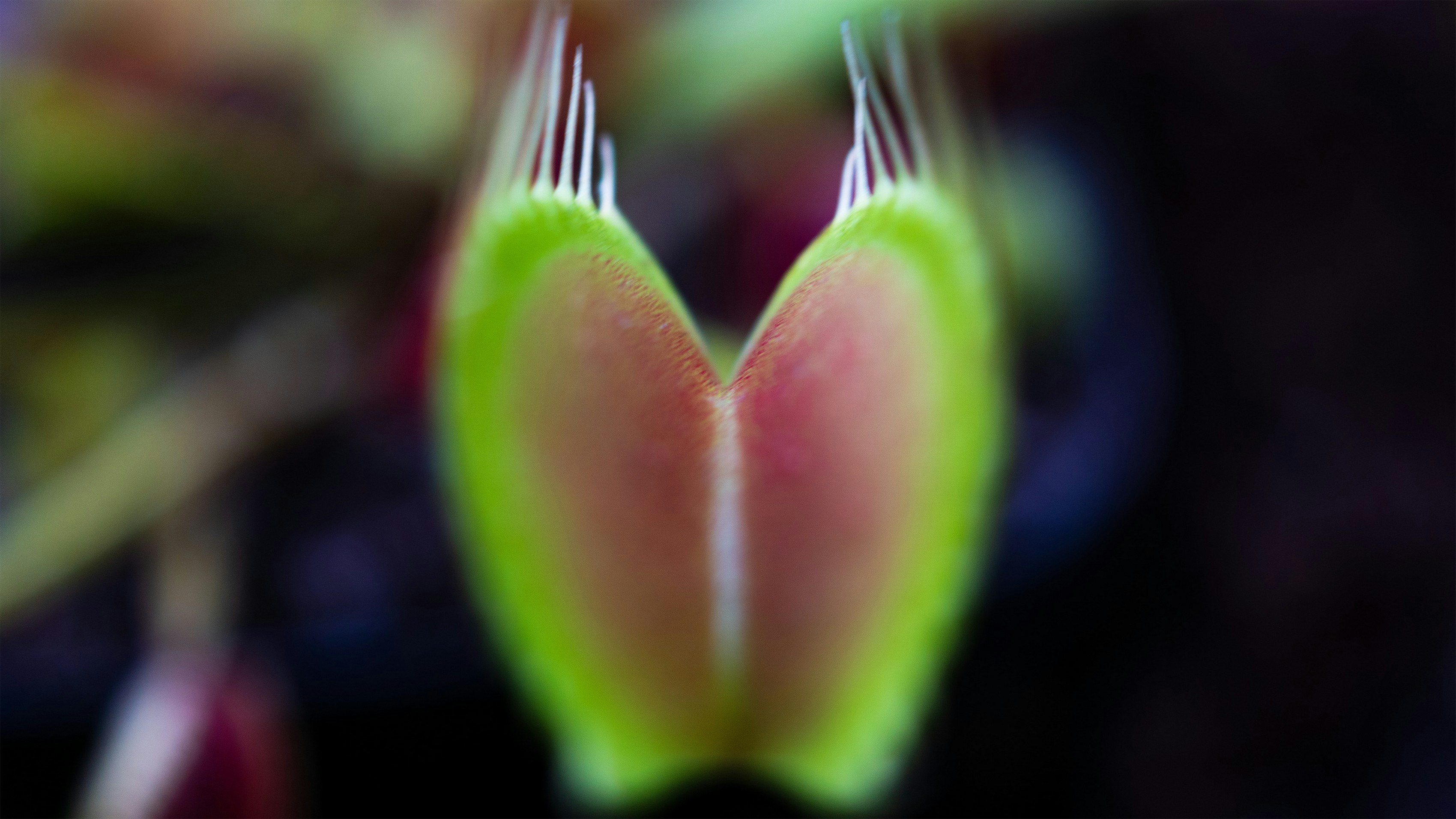 Plant Biology and Botany Presentation template preview
