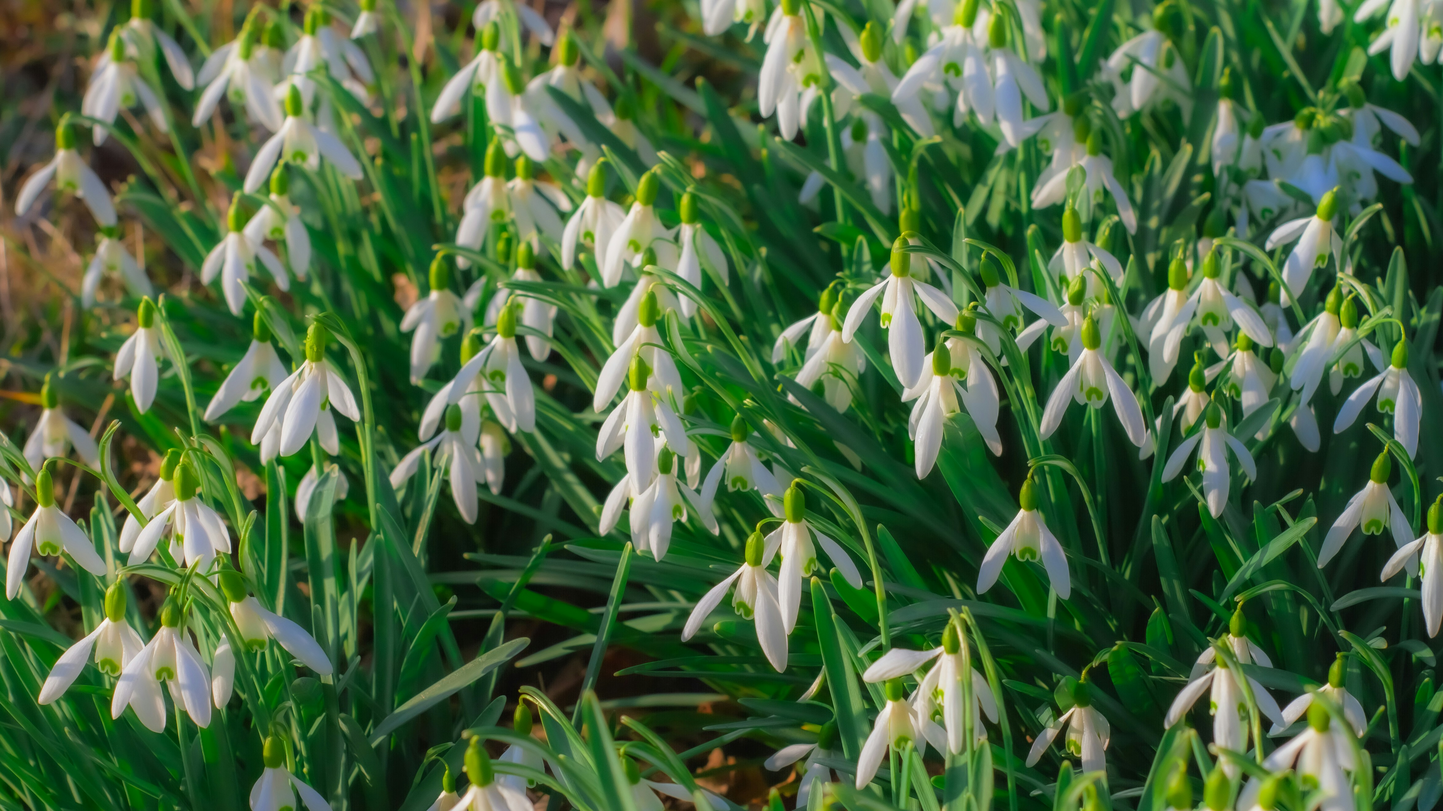 A field of delicate white snowdrops blooming in spring.