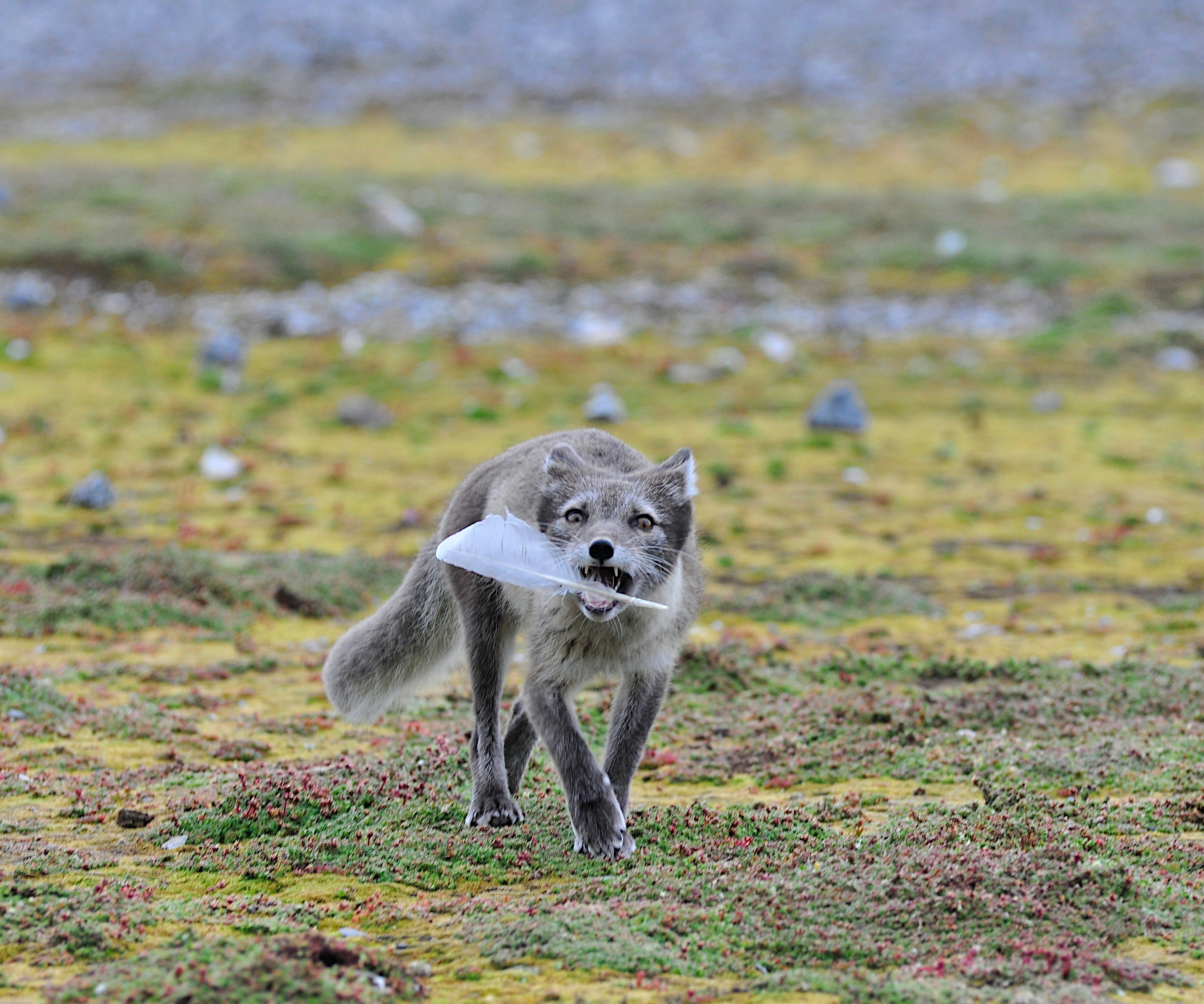 An arctic fox carries something white in its mouth.