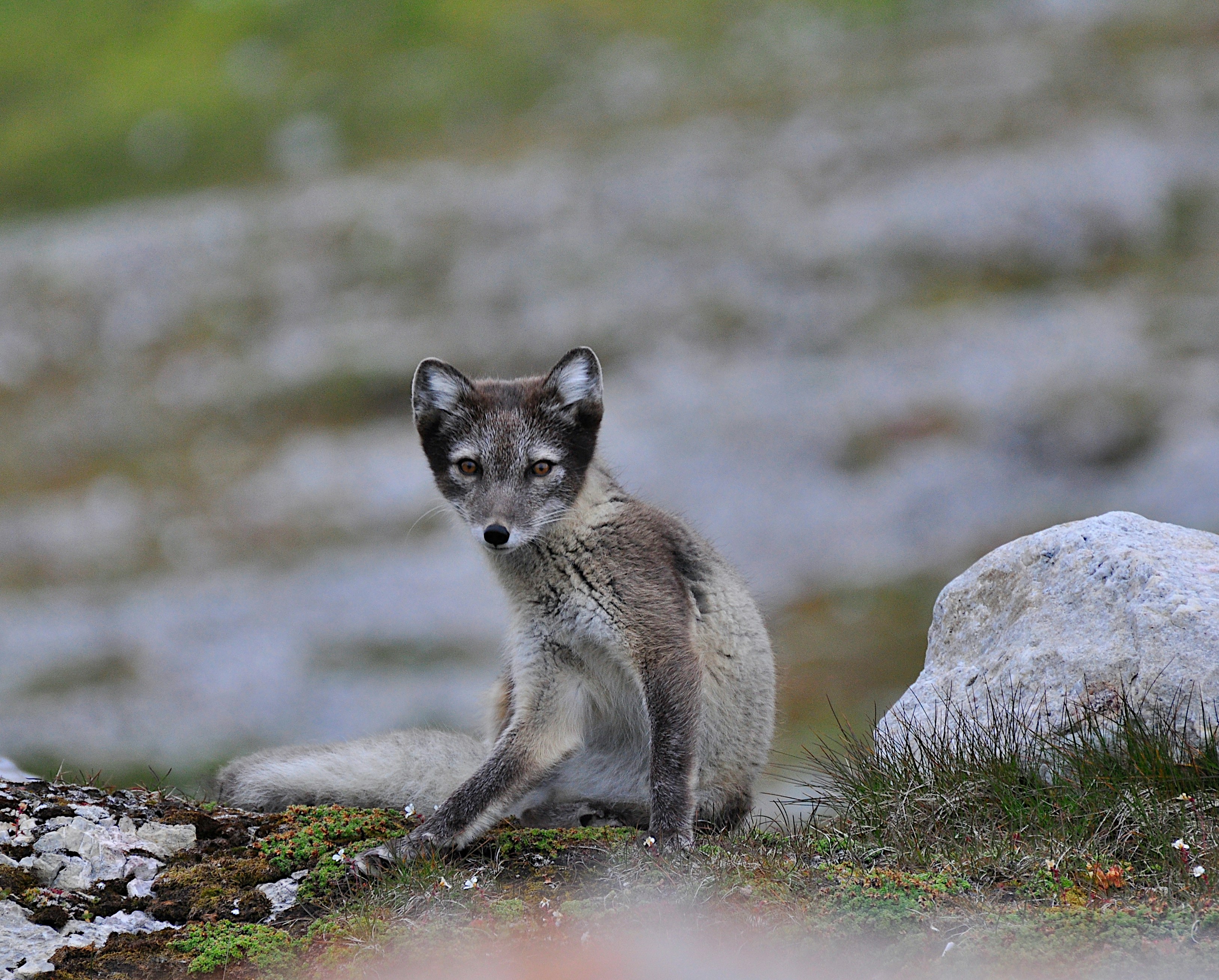 An arctic fox sits on the rocky tundra.