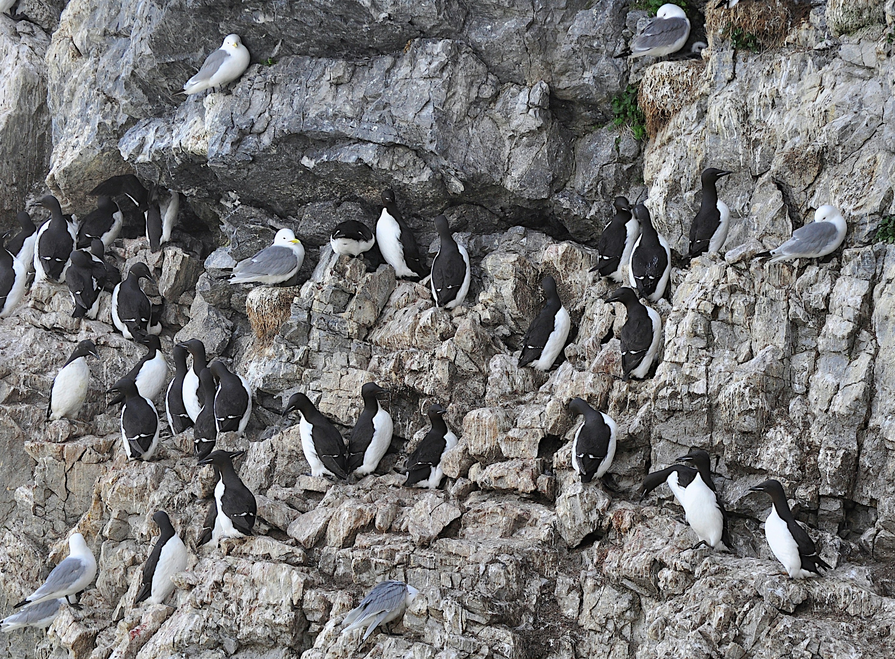 Many birds nesting on a rocky cliff face.