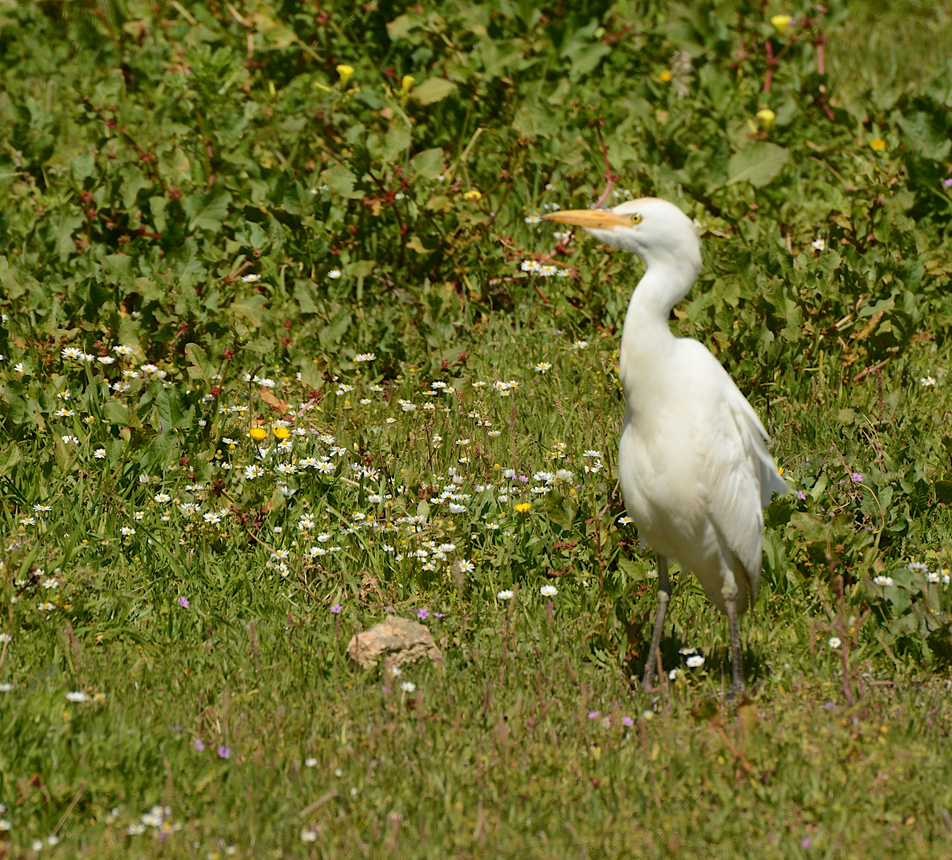 A white egret stands in a field of green grass.