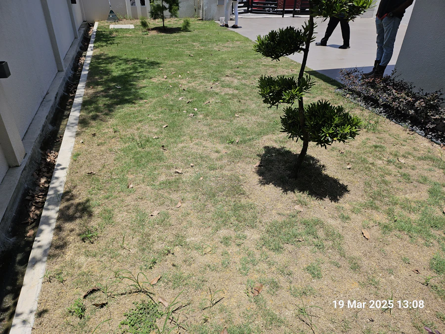 Before lawn care