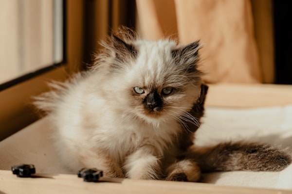Kit Cat Doğal Tofu Kedi Kumu 7 L Topaklanan