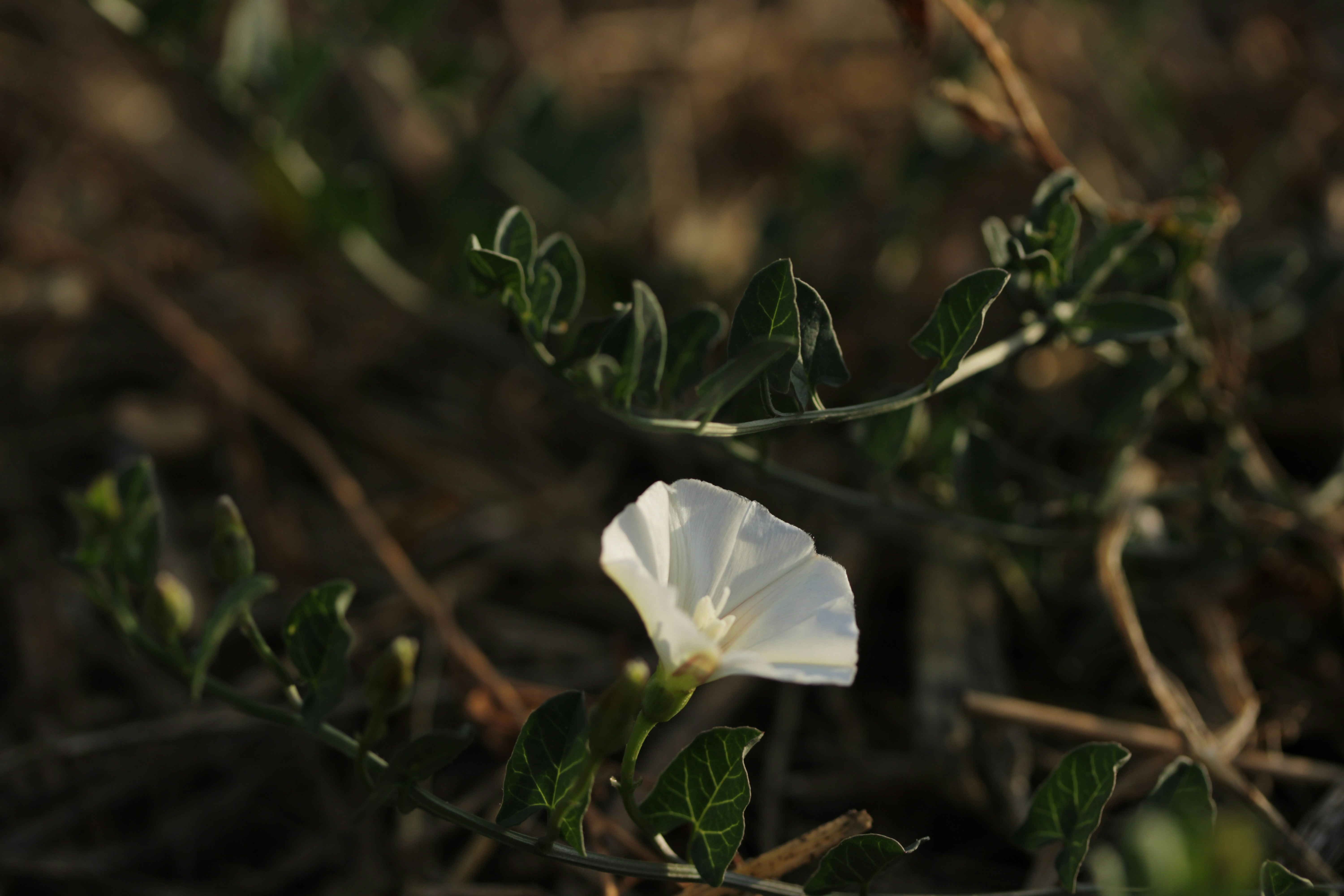 A single white flower on a vine.