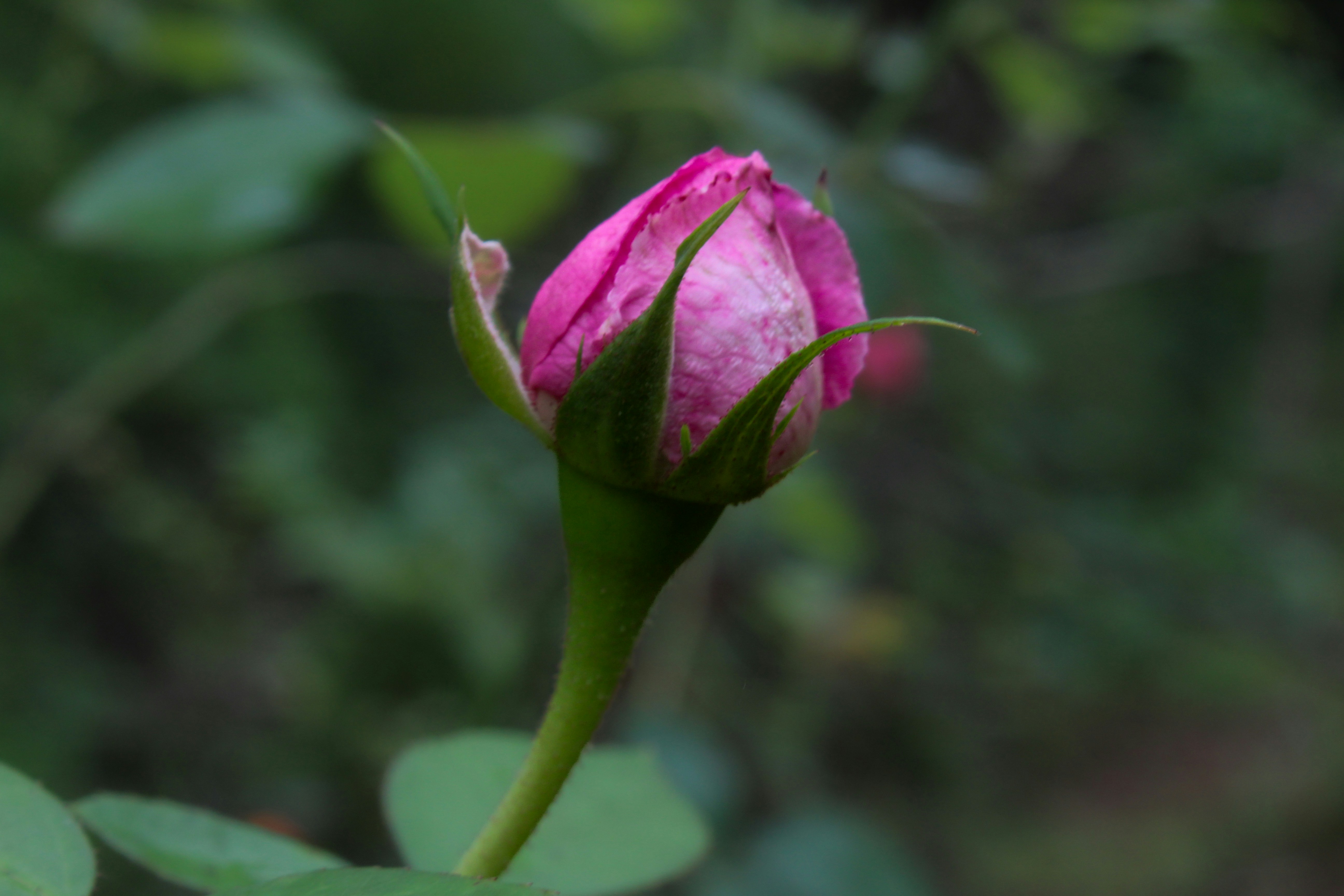 Photo by photogitthi