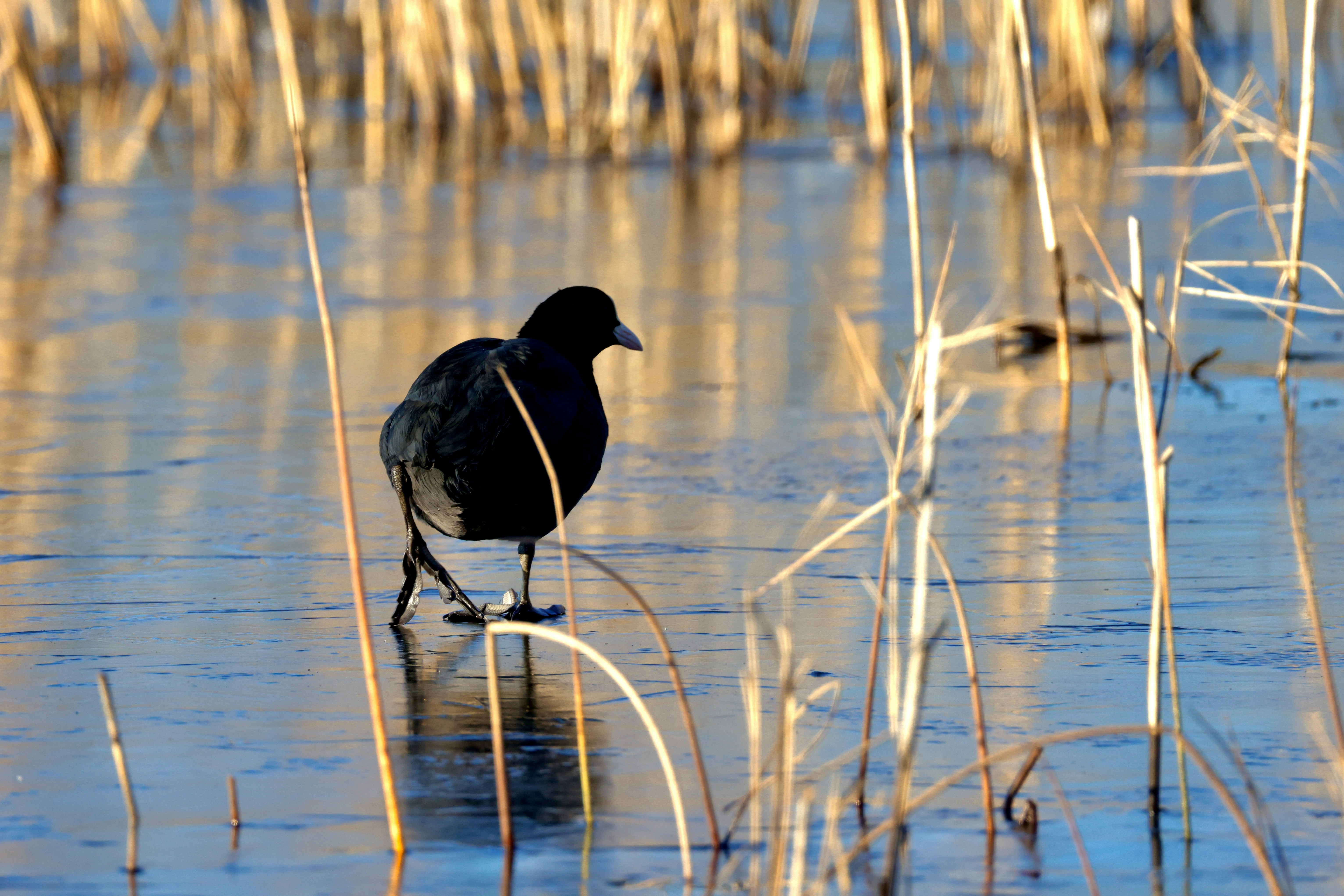 A black bird stands in shallow water surrounded by reeds