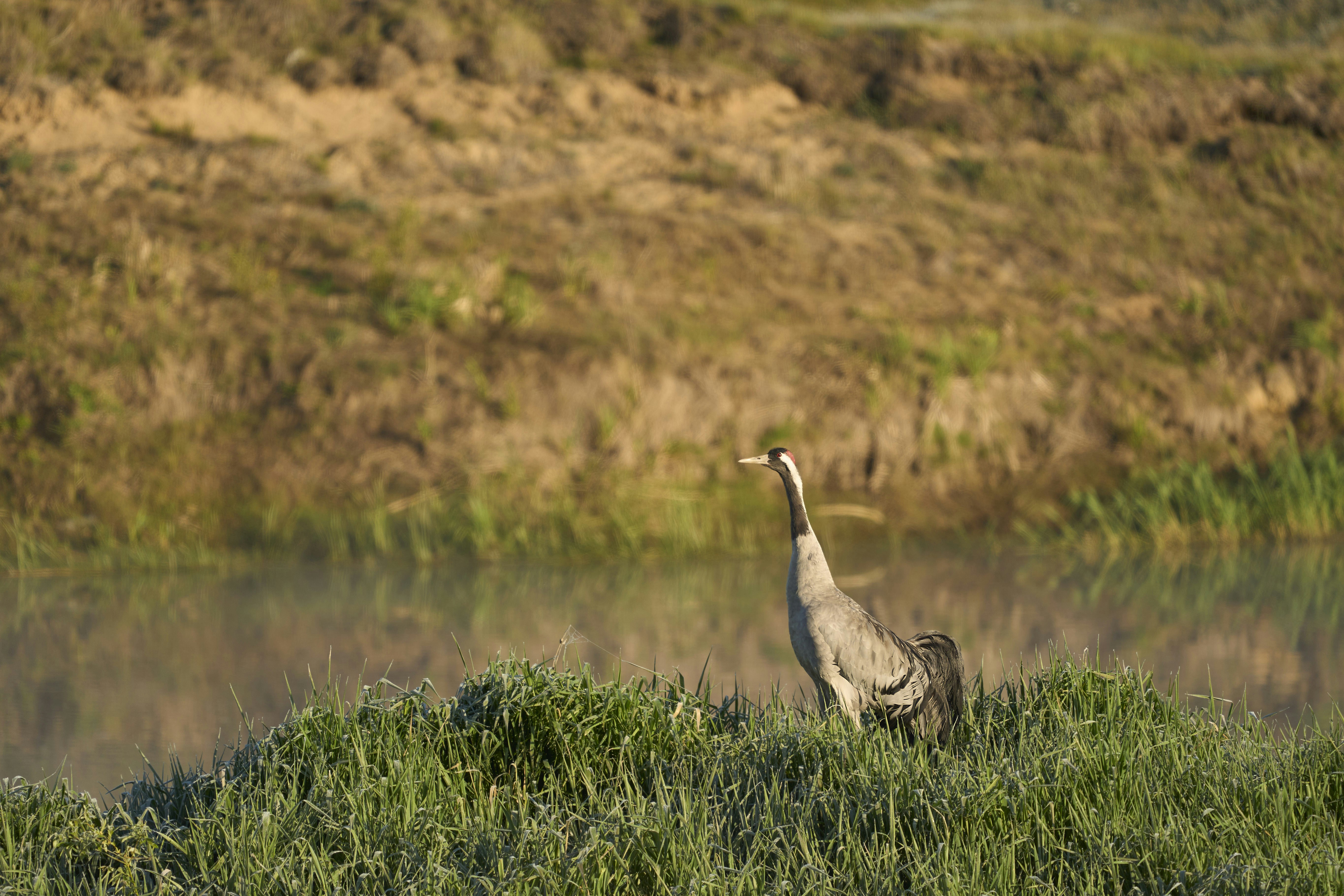 Photo by wolfgang_hasselmann