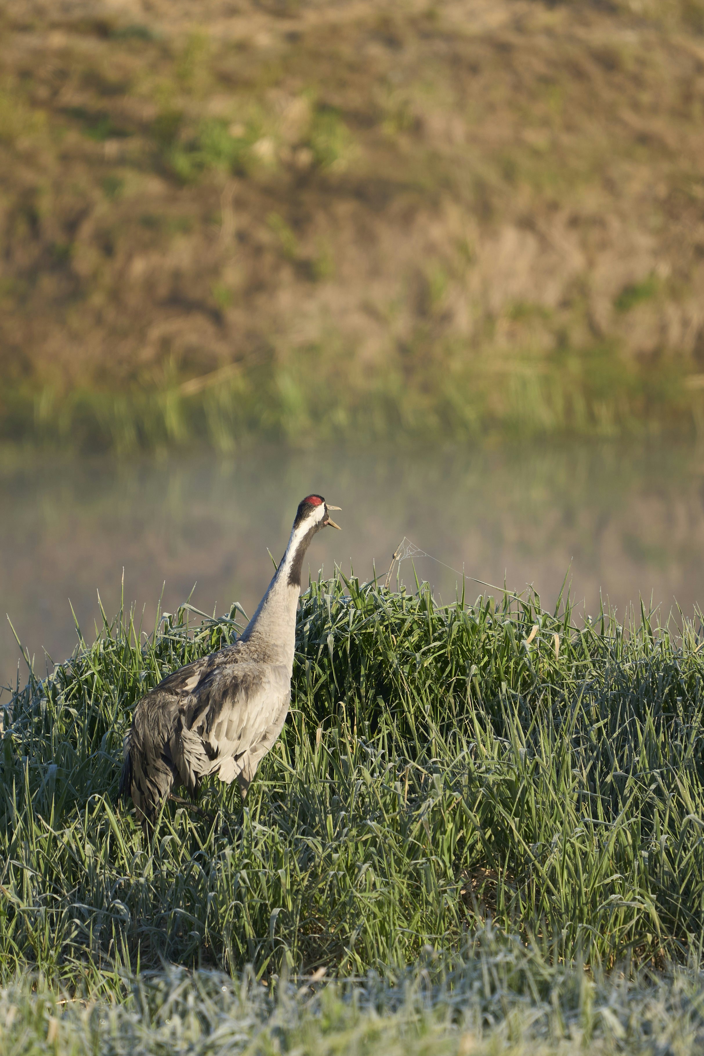 Photo by wolfgang_hasselmann